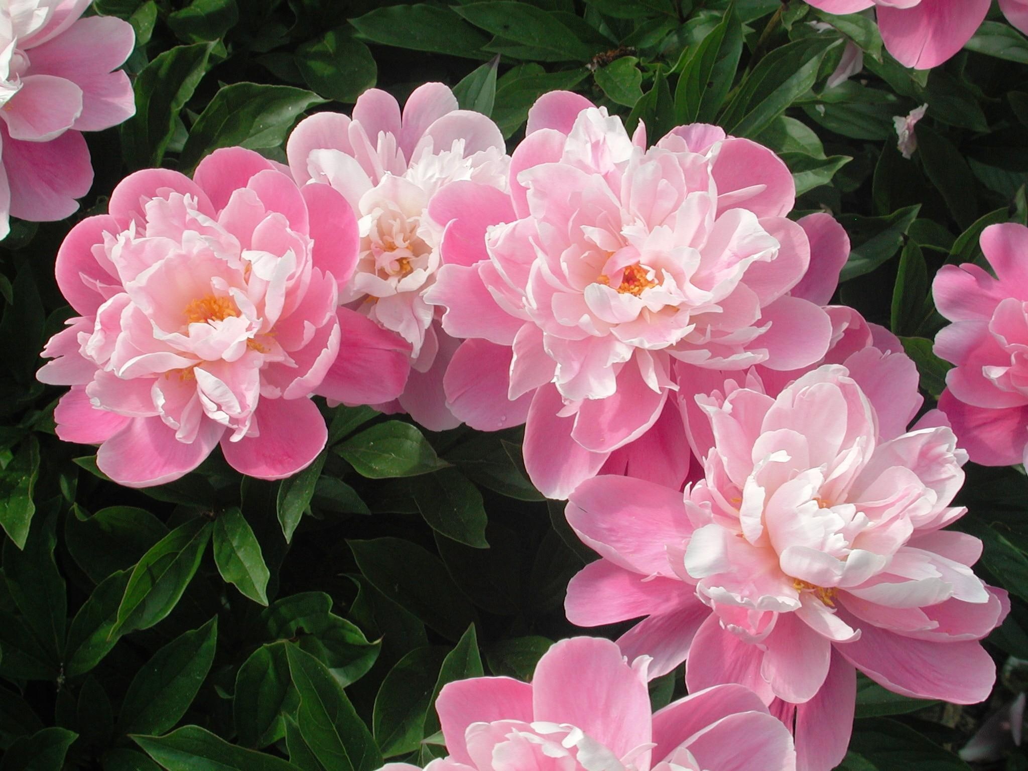 white, foilage, 1080P, pink, peonies, 3d and abstract, HD Wallpaper
