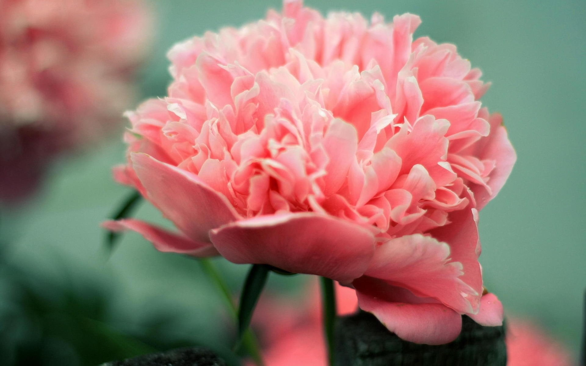 1080P, pink, peony, HD Wallpaper