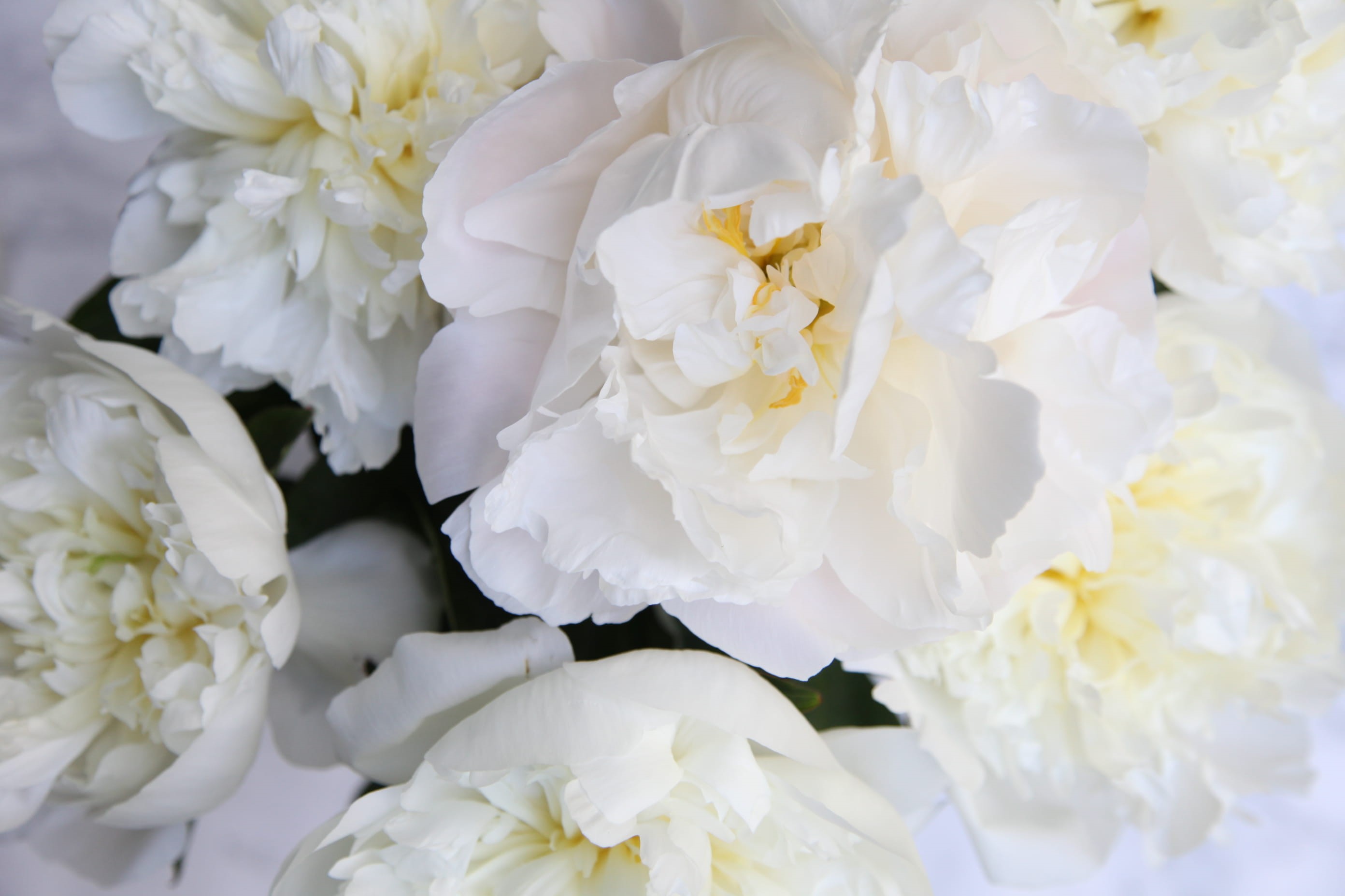 backgrounds, 2K, peony, freshness, flowering plant, white color, flower head, inflorescence, canada, beauty in nature, vulnerability, petals, rose, softness, HD Wallpaper