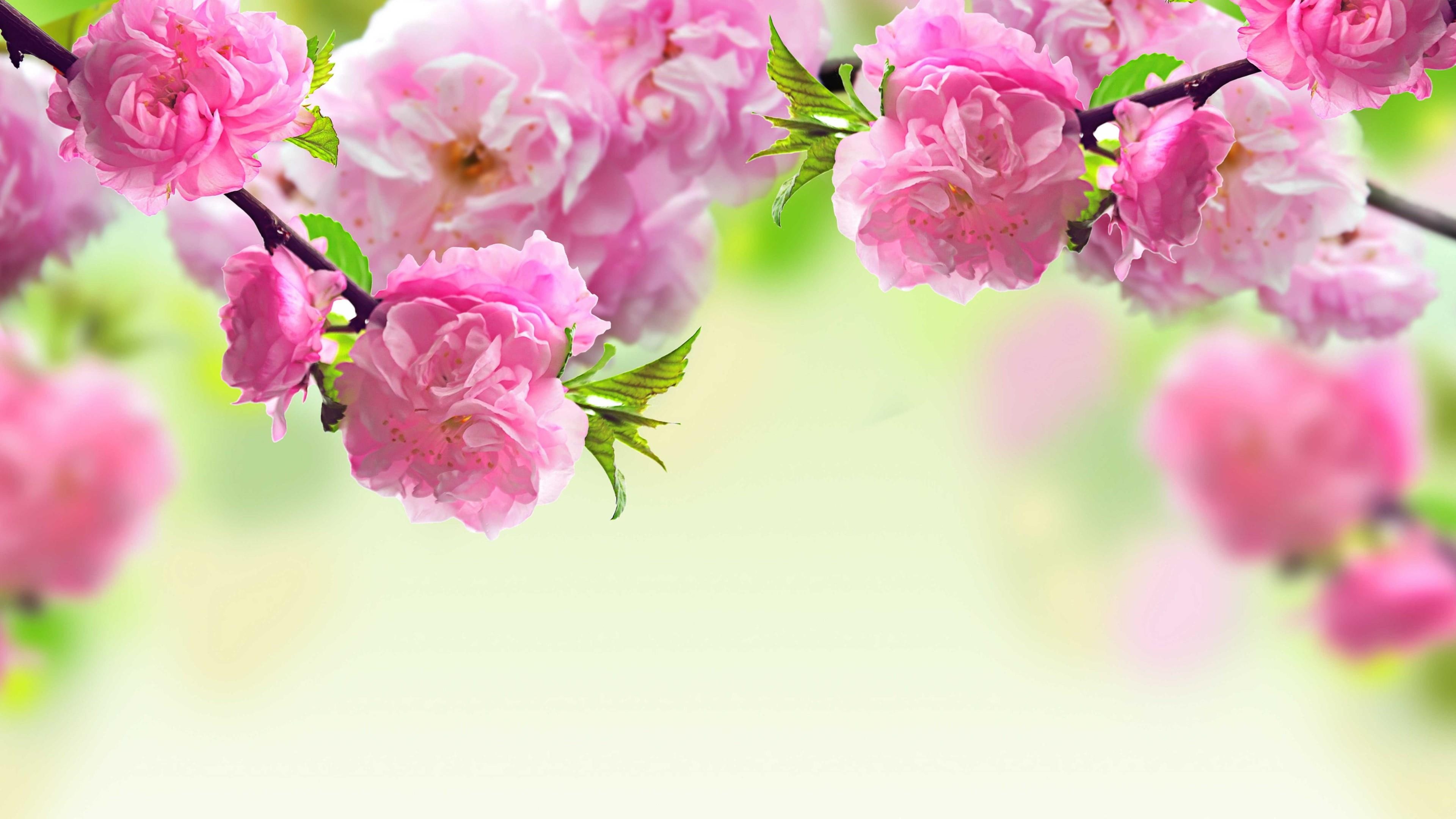 flowery tree, springtime, peony, 4K, HD Wallpaper
