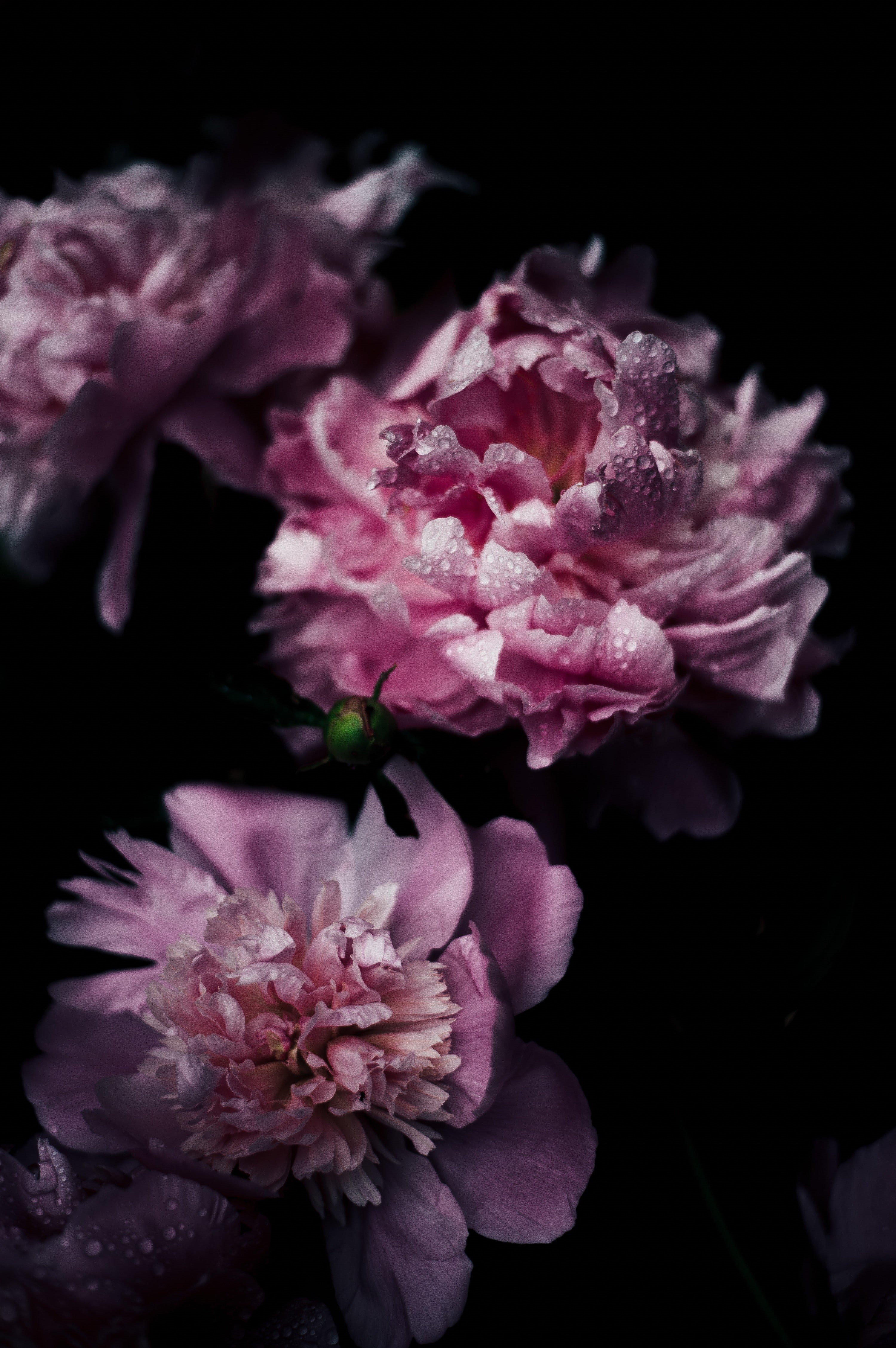nature, blossom, indoors, plant, purple, petal, freshness, close-up, softness, no people, black background, studio shot, bunch of flowers, flowers, bouquet, Phone HD Wallpaper