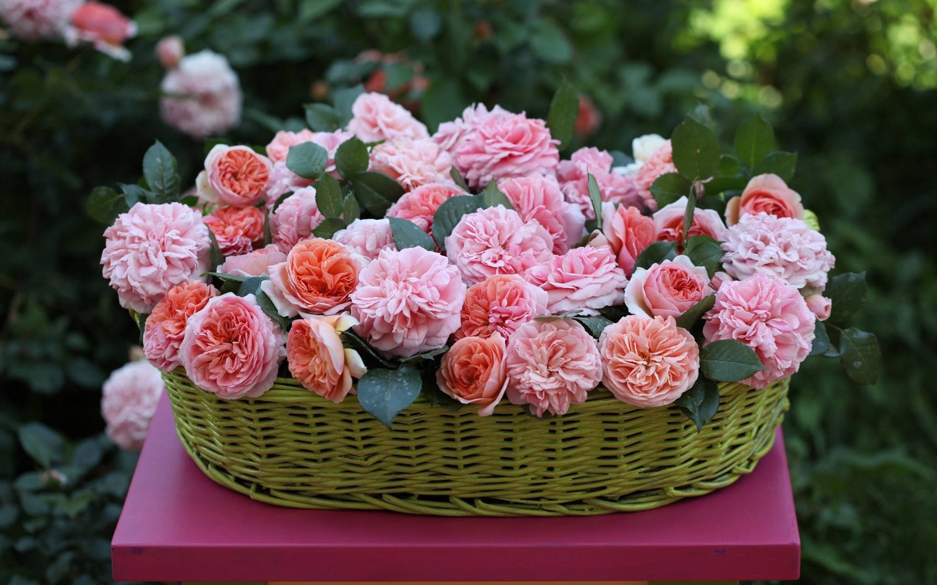 1080P, Pink, Flowers, Rose, Basket, HD Wallpaper