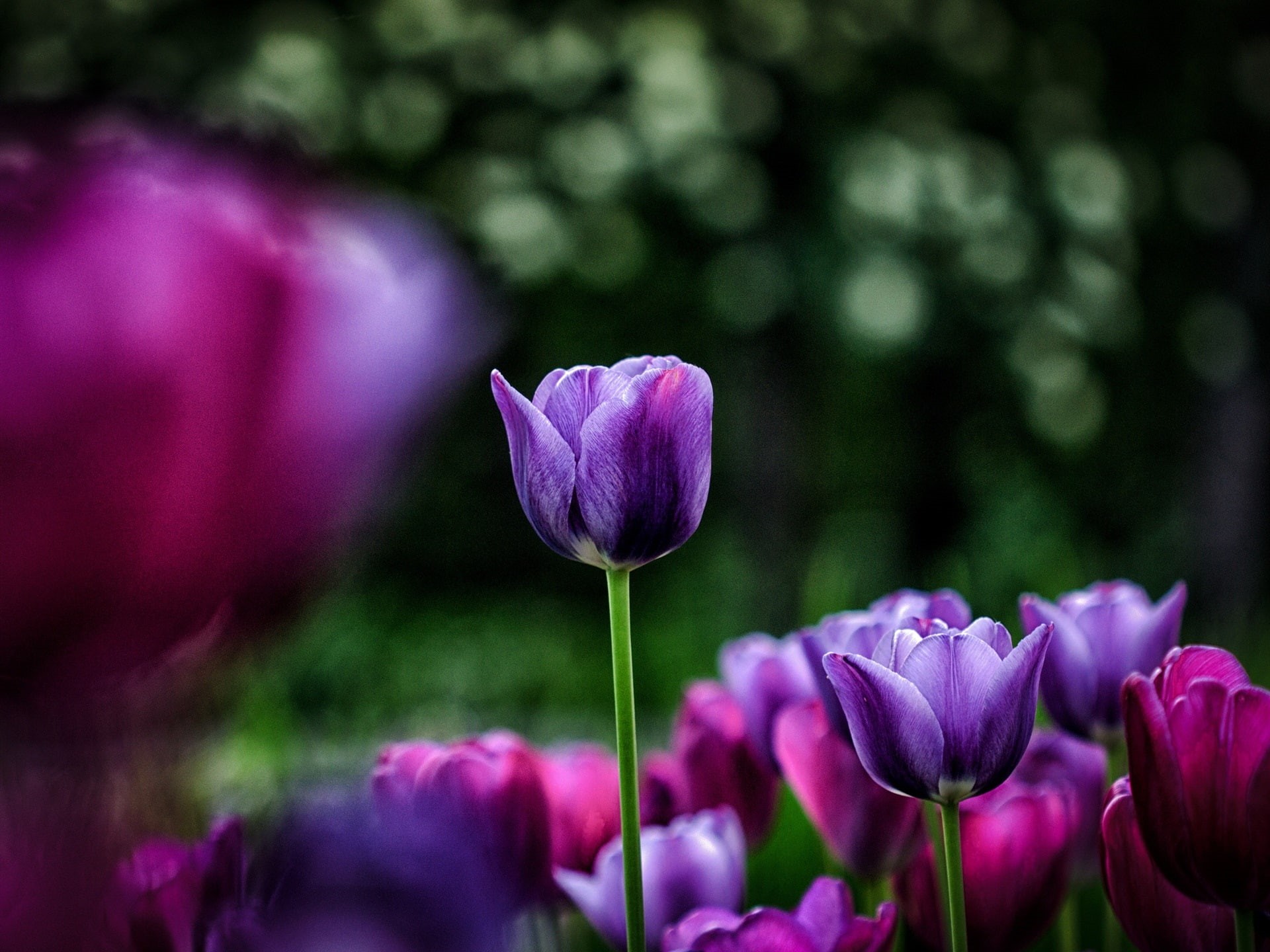 1080P, close, Flowers, Purple, Pink, Tulips, Blur, HD Wallpaper