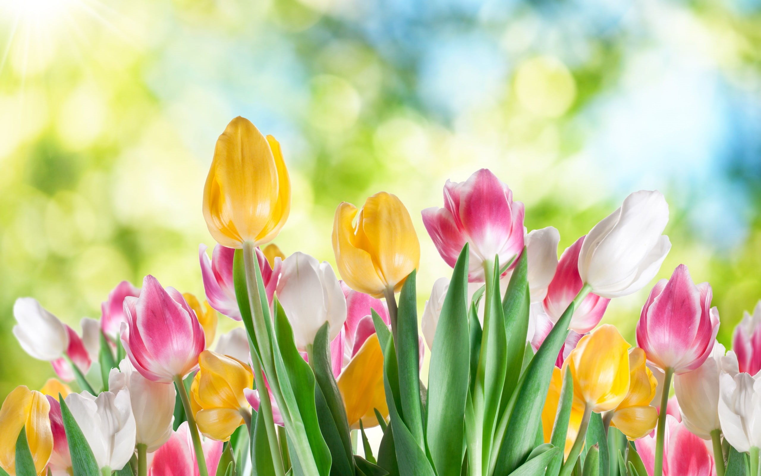 Flowers, Flower, Tulip, close, Blurred, White, 2K, Purple, Background, Yellow, HD Wallpaper