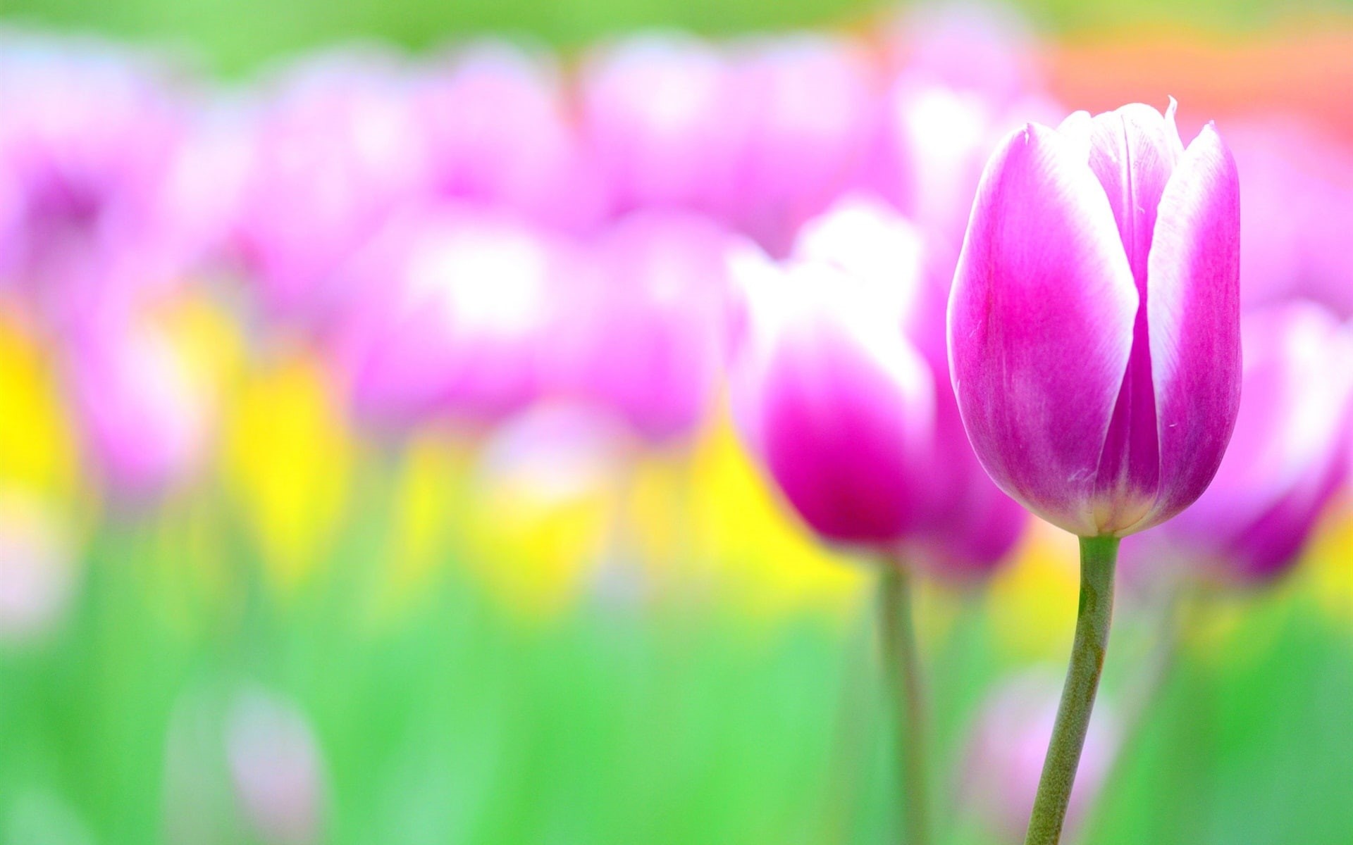 Flowers, Tulips, Pink, 1080P, Blur, HD Wallpaper