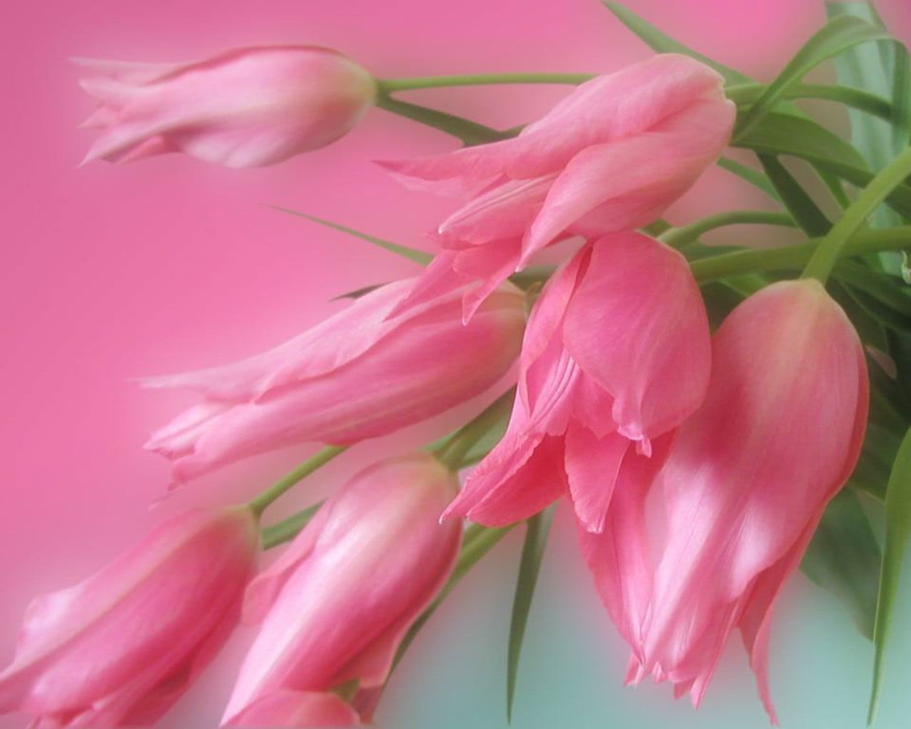 inflorescence, flower, flower head, soft focus, petal, green, freshness, flowering plant, nature, studio shot, plant, bunch of flowers, blossom, fragility, HD Wallpaper