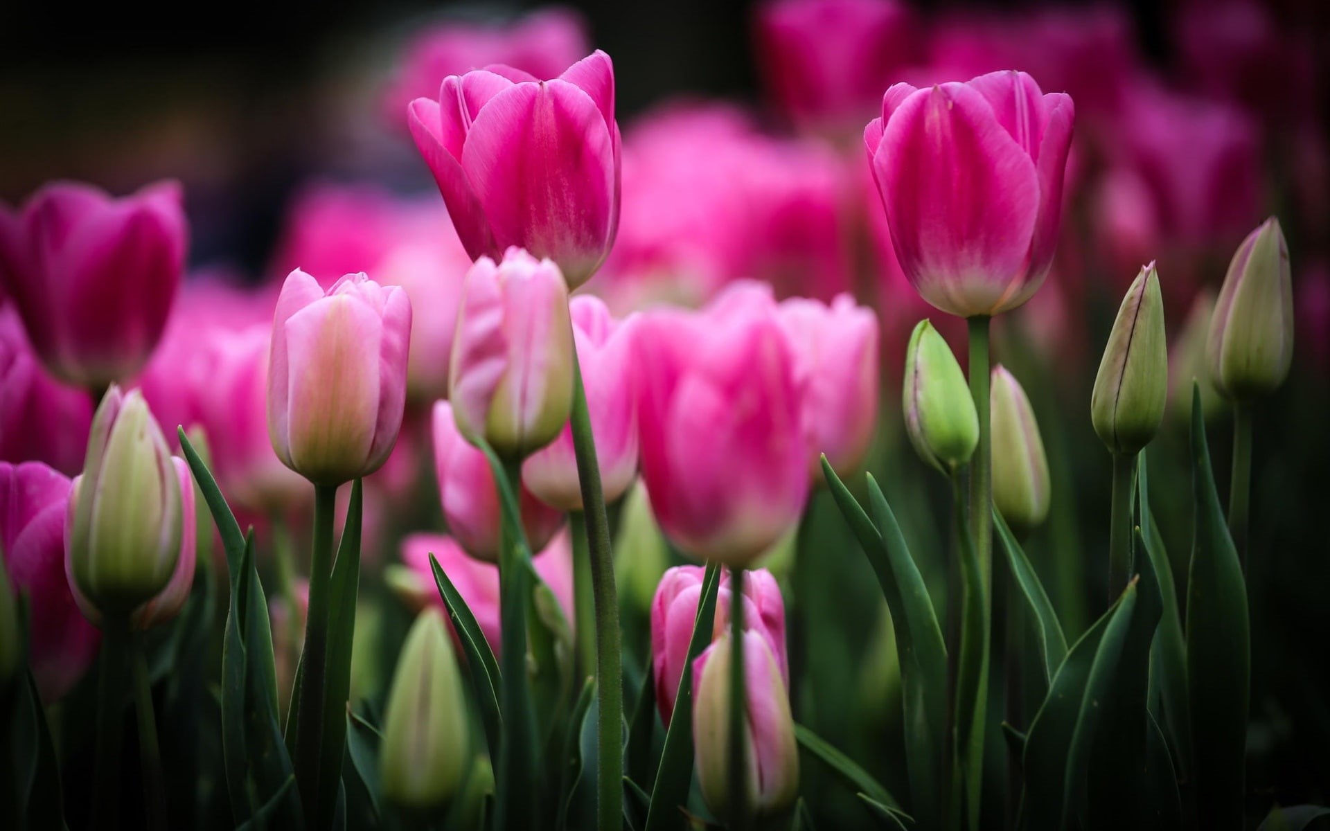 Leaves, Tulips, Pink, Flowers, Blurry, Buds, 1080P, HD Wallpaper