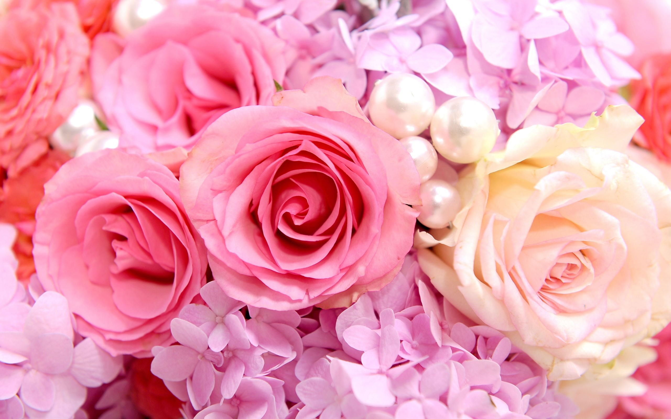Pink, Rose, roses, 2K, Background, HD Wallpaper