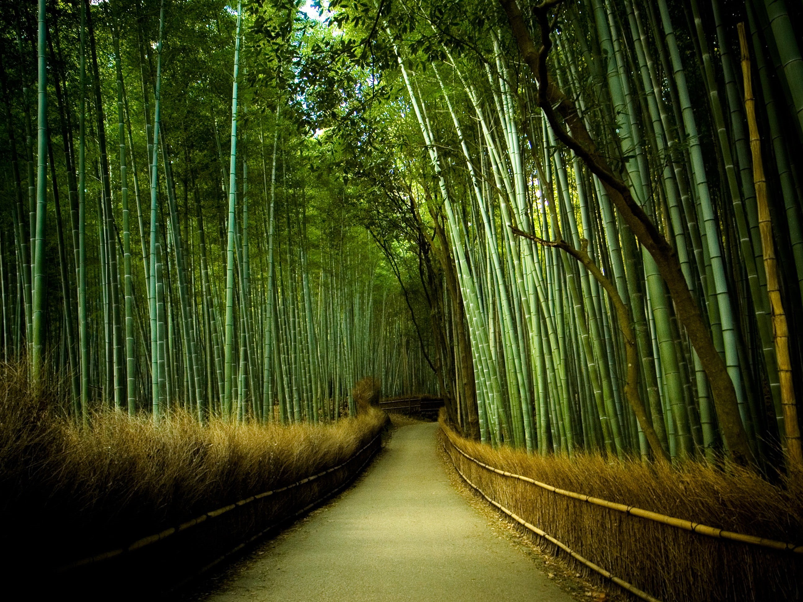 diminishing perspective, bamboo - plant, no people, the way forward, direction, nature, tree, green color, tranquility, footpath, day, 2K, outdoors, plant, HD Wallpaper