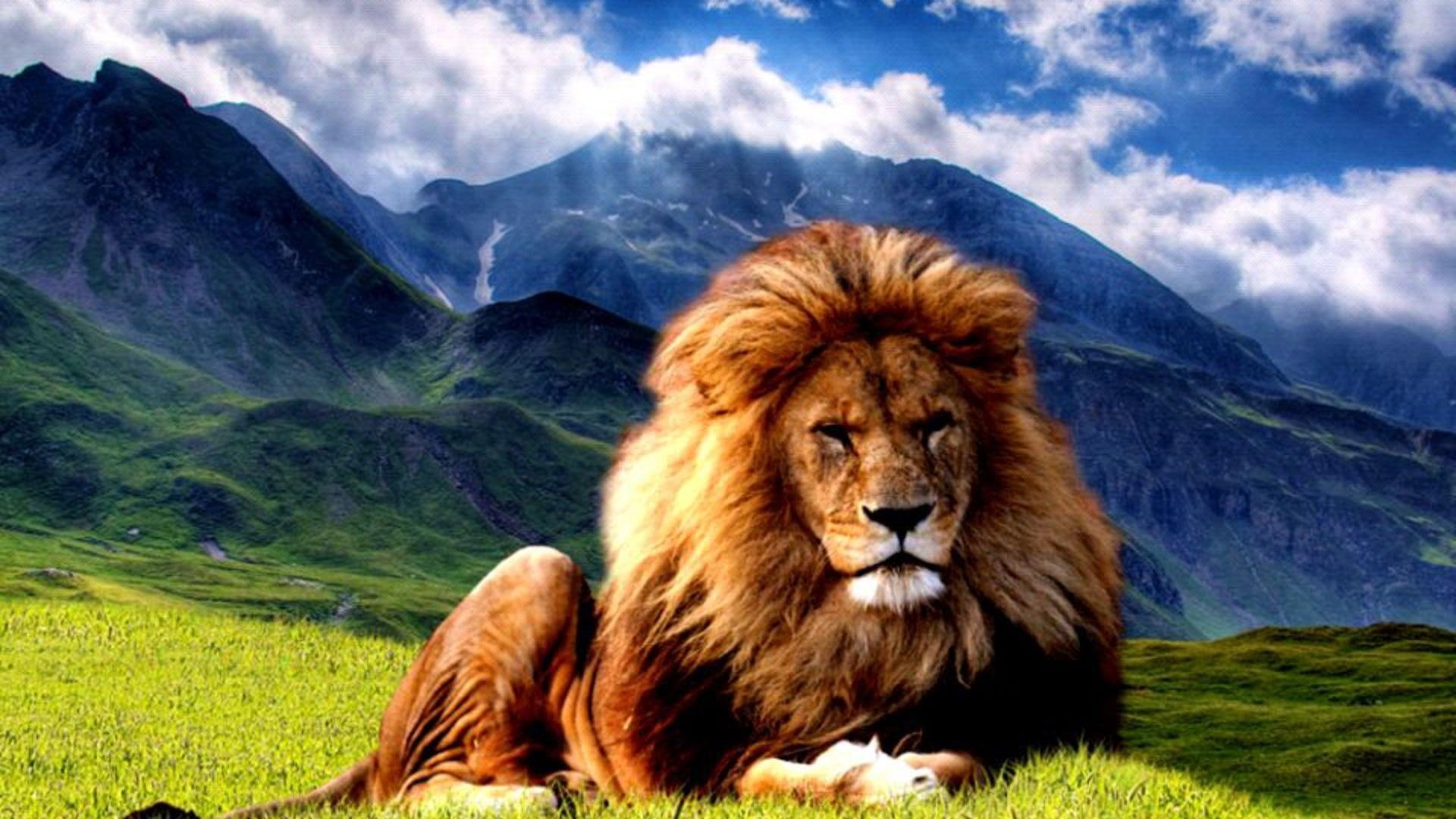 nature, tiger, cubs, big cats, resting, wildlife, jaguar leopard, king, animals, 1080P, small cats, lions, HD Wallpaper