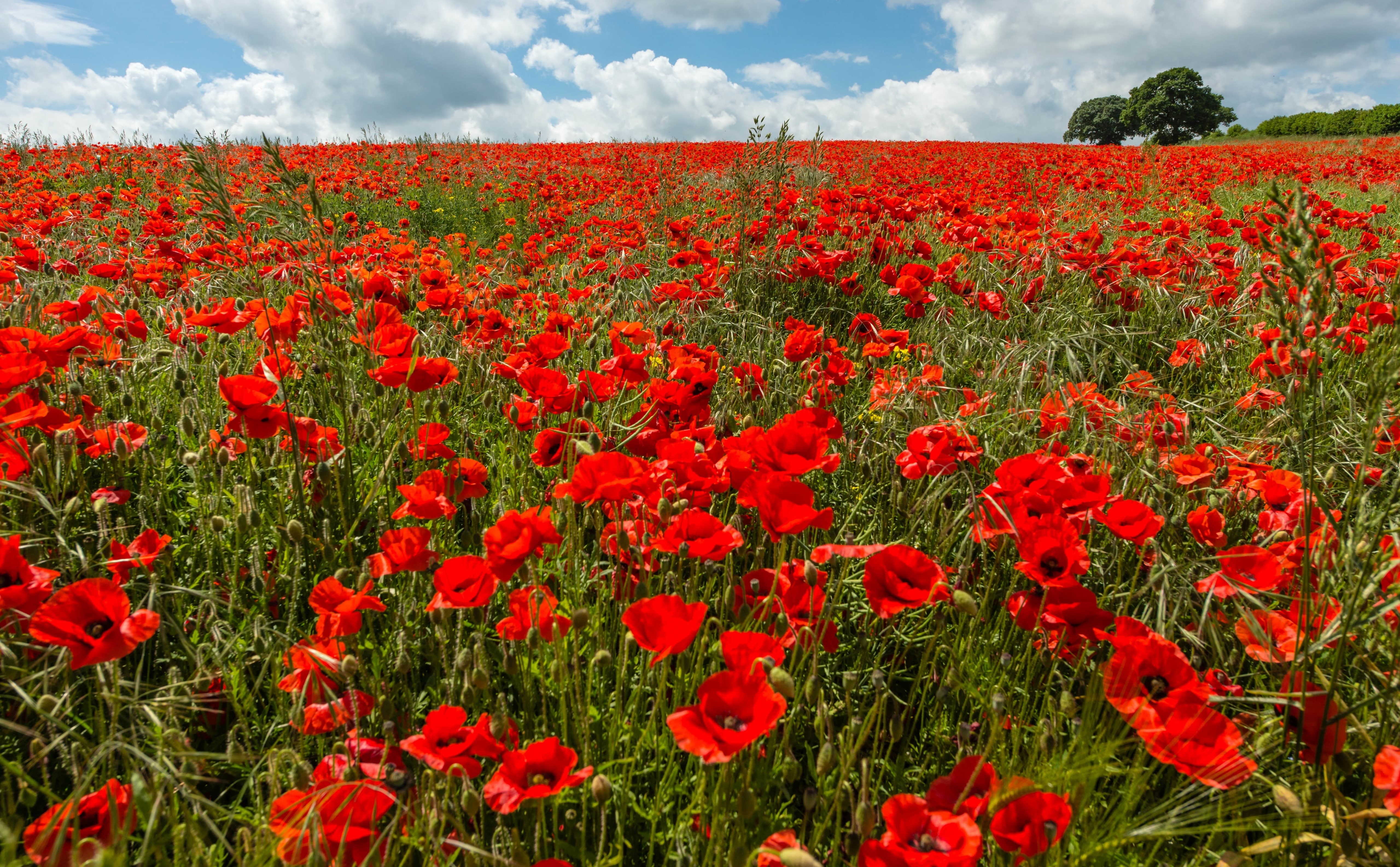 Nature, fragility, 5K, red, vulnerability, bluesky, beauty in nature, flora, plant, outdoors, Poppies, flowerbed, freshness, flower head, Landscape, Poppy, HD Wallpaper