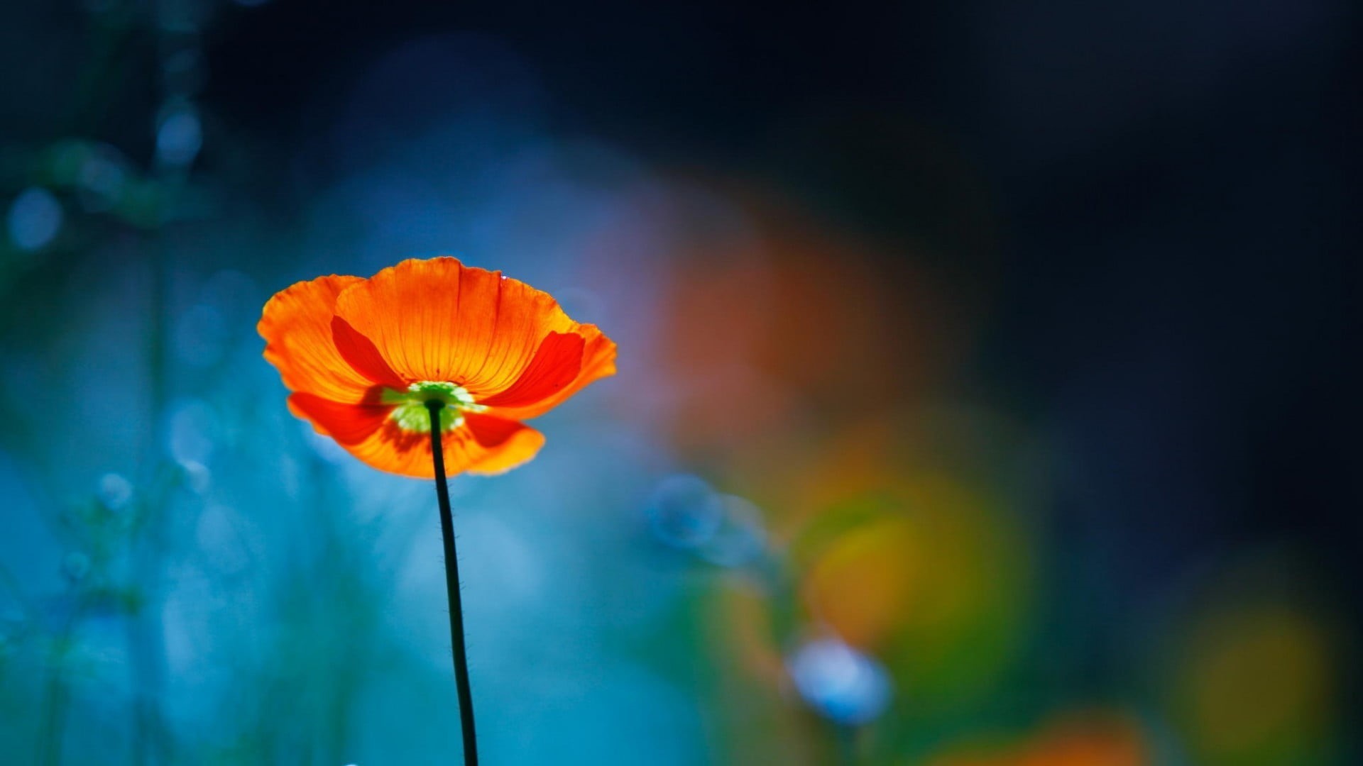plants, beauty in nature, outdoors, petal, flower head, flowers, flower, nature, poppies, flowering plant, no people, orange color, plant stem, vulnerability, HD Wallpaper