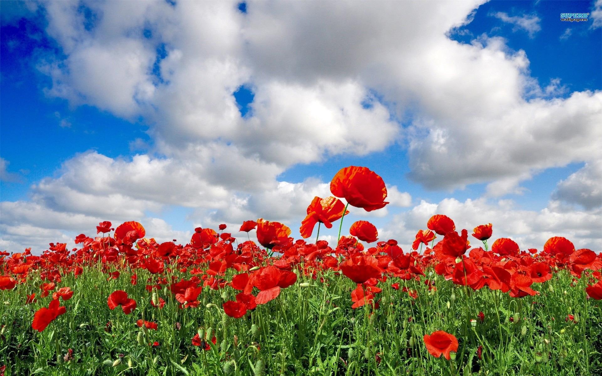 nature, 1080P, clouds, flowers, poppies, spring, fields, poppy, enchanted, nature and landscapes, HD Wallpaper