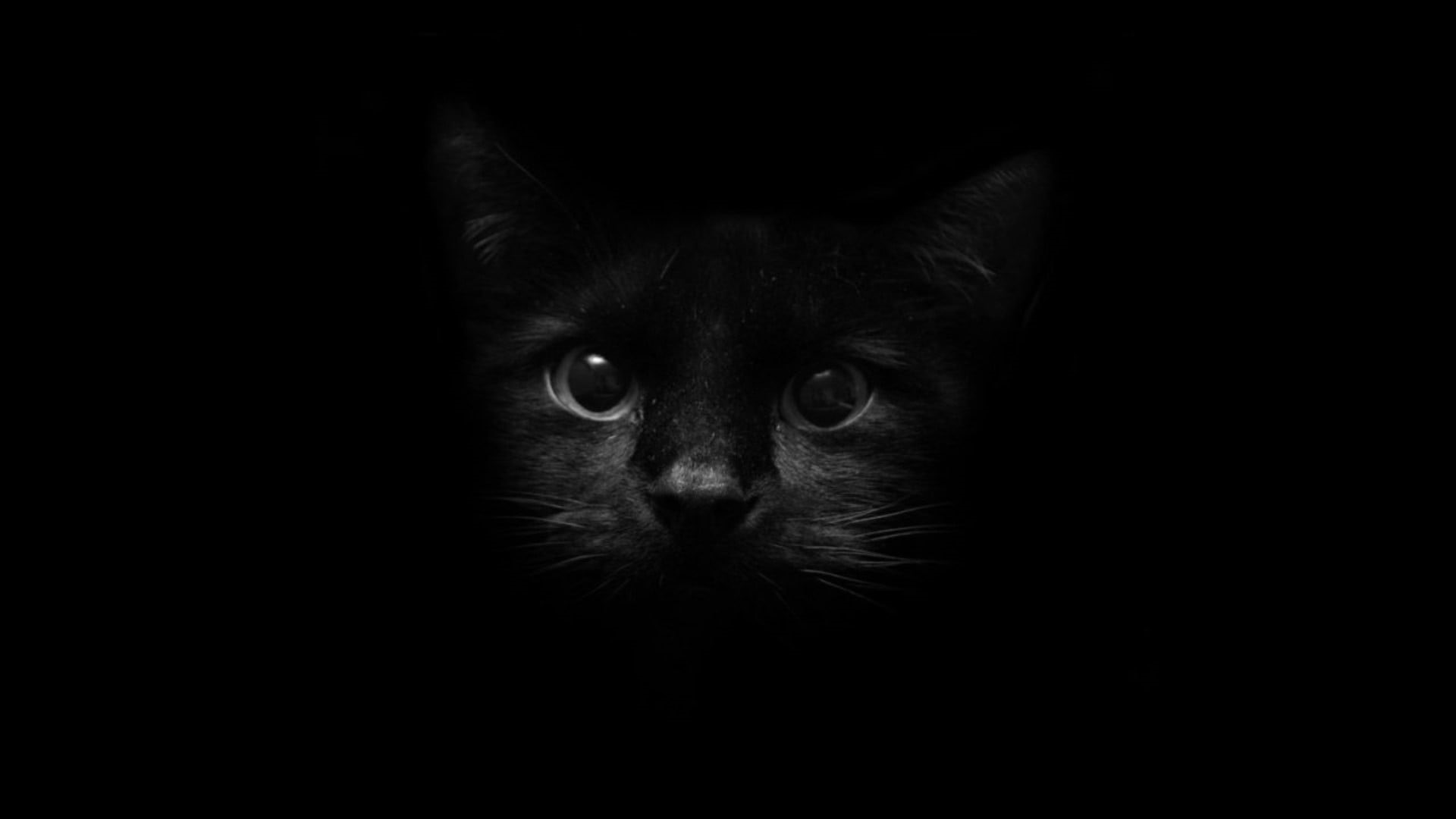 domestic animals, domestic cat, animal body part, front view, animal eye, mammal, studio shot, pets, cat, whisker, animal head, no people, close-up, black background, HD Wallpaper