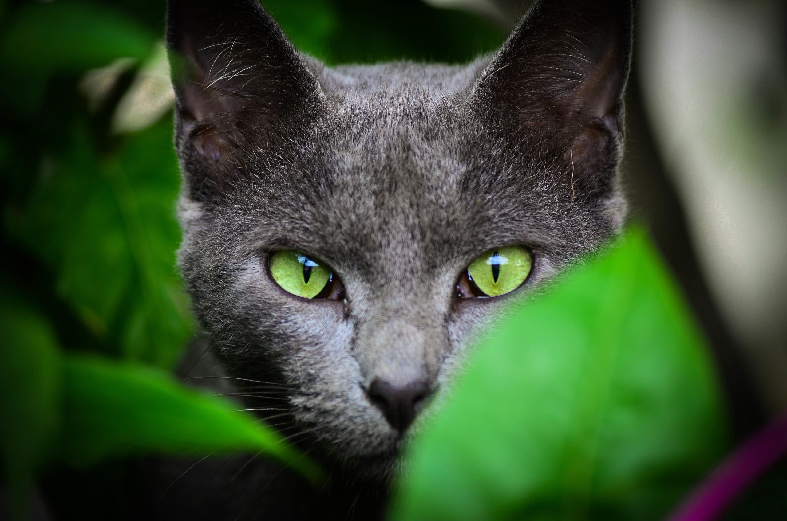no people, 2K, mammal, gray, looking, animal body part, summer, leaves, domestic Cat, looking at camera, animal Eye, one animal, green eyes, selective, HD Wallpaper