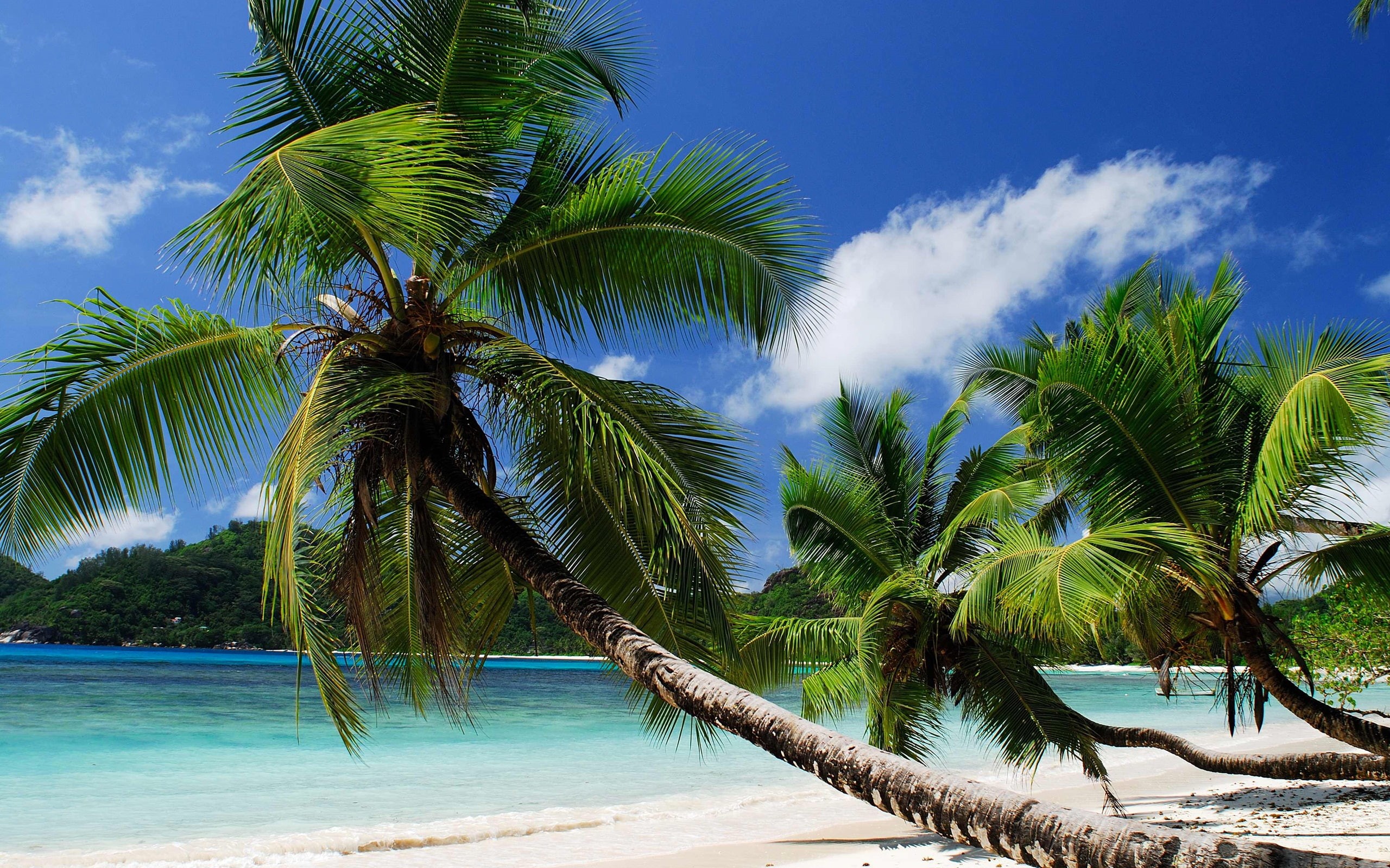 2K, Sand, Sea, Palm, Coast, Beach, Trees, coconut, HD Wallpaper