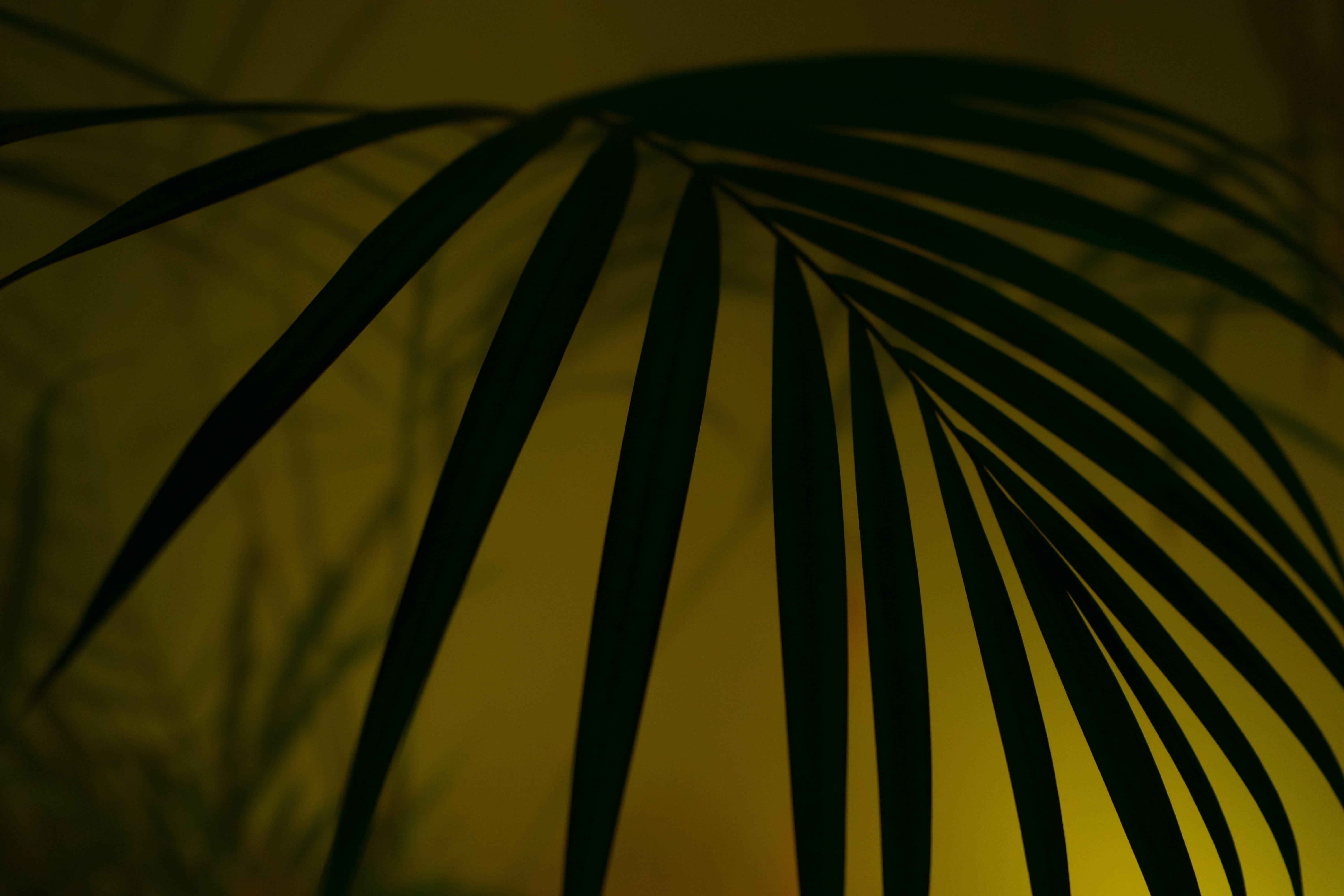 lamp, shadow, day, outdoors, light, yukka, Fog, Hipster, neon light, branch, Hip, smoke, color, neon lights, colorful, natural pattern, no people, tropical climate, HD Wallpaper