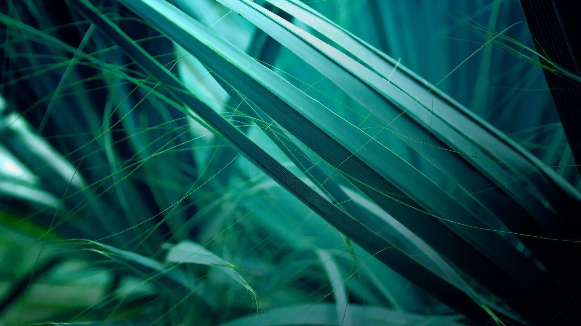 bright, leaf, blade of grass, outdoors, plant part, green color, botany, web, creative, color, motion, fractal, colorful, artistic, design, stars, freshness, HD Wallpaper