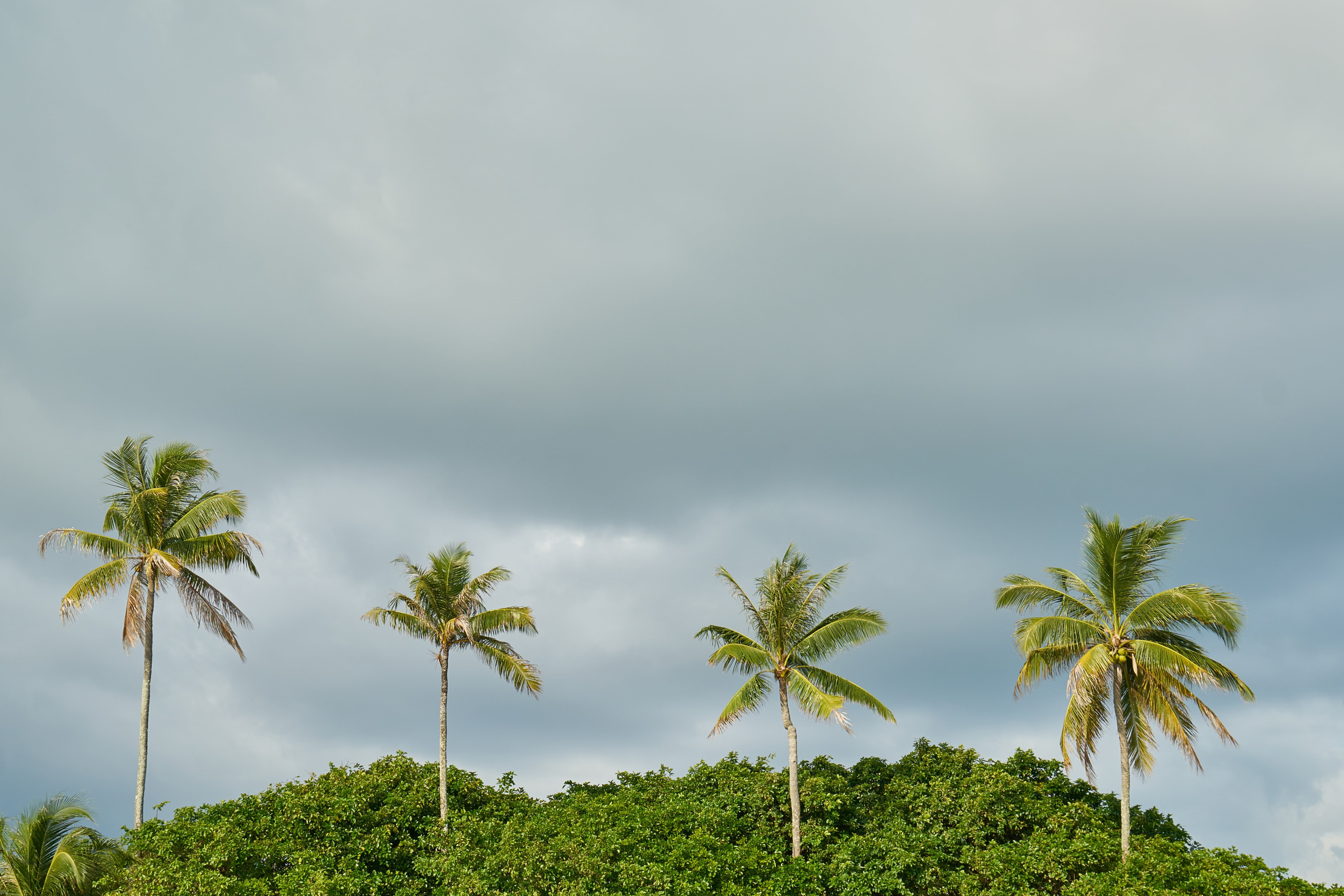 marine, clouds, outdoors, green, beautiful, blue, background, beach, coconut palm tree, day, asian, summer, sand, solar, tropical tree, environmental issues, HD Wallpaper