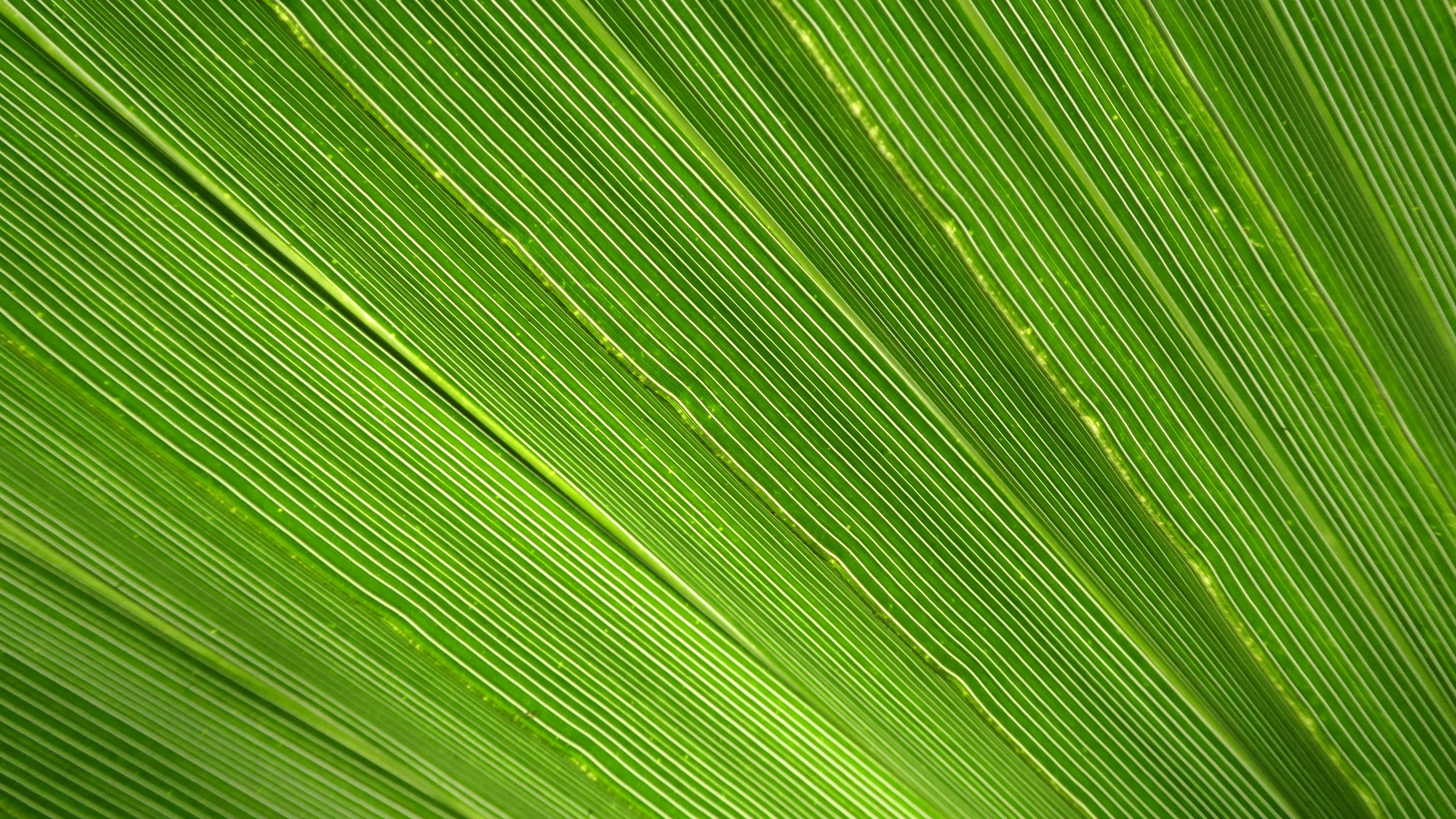 botany, full frame, beauty in nature, growth, no people, tropical Climate, fan shaped, palm leaf, green Color, leaves, close-up, palm, tree, textured, james, HD Wallpaper