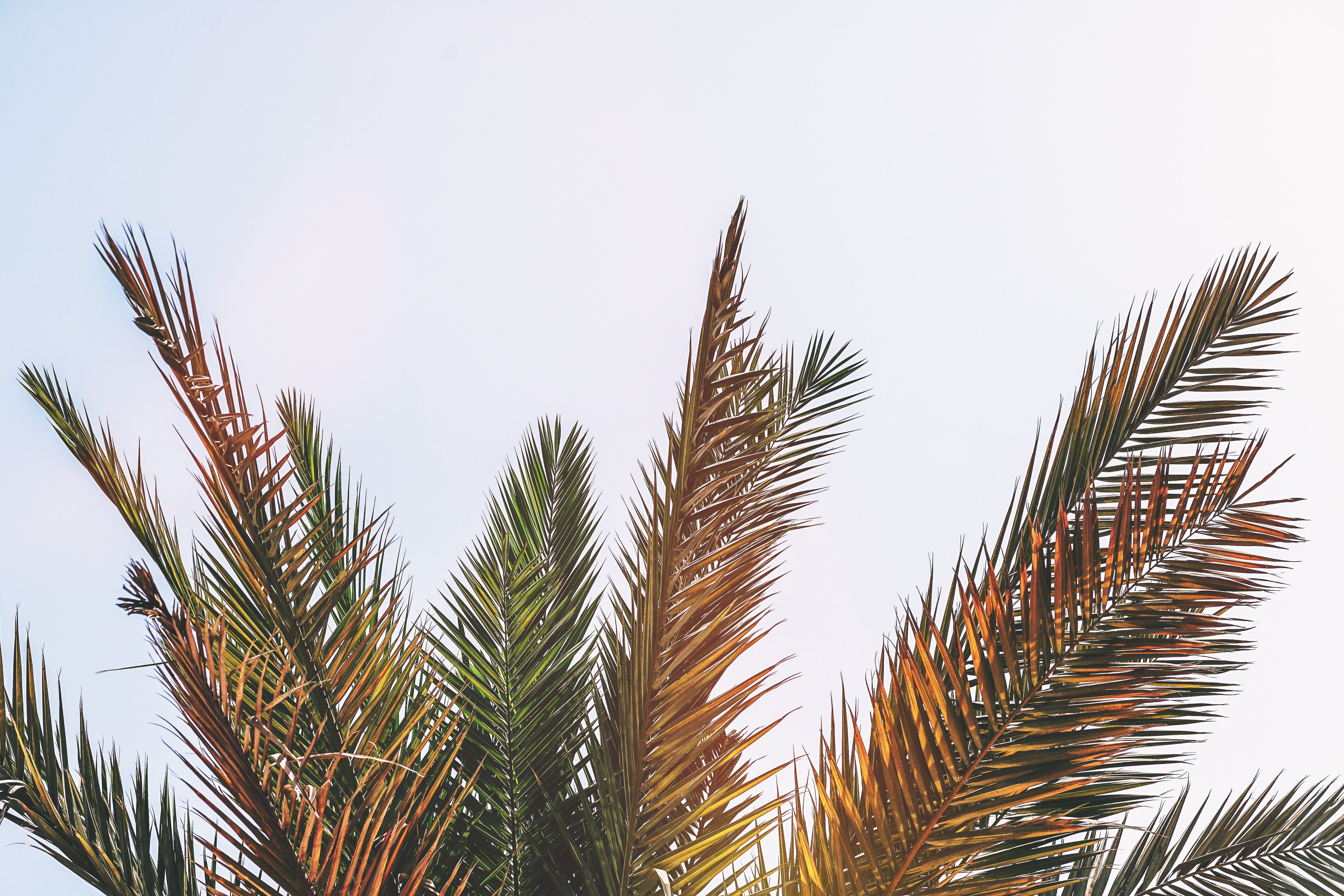 calm, garden, plant part, summer, ocean, plant, plan, growth, copy space, coconut palm, close-up, tropical, palm, nature, holiday, wave, clear sky, travel, HD Wallpaper