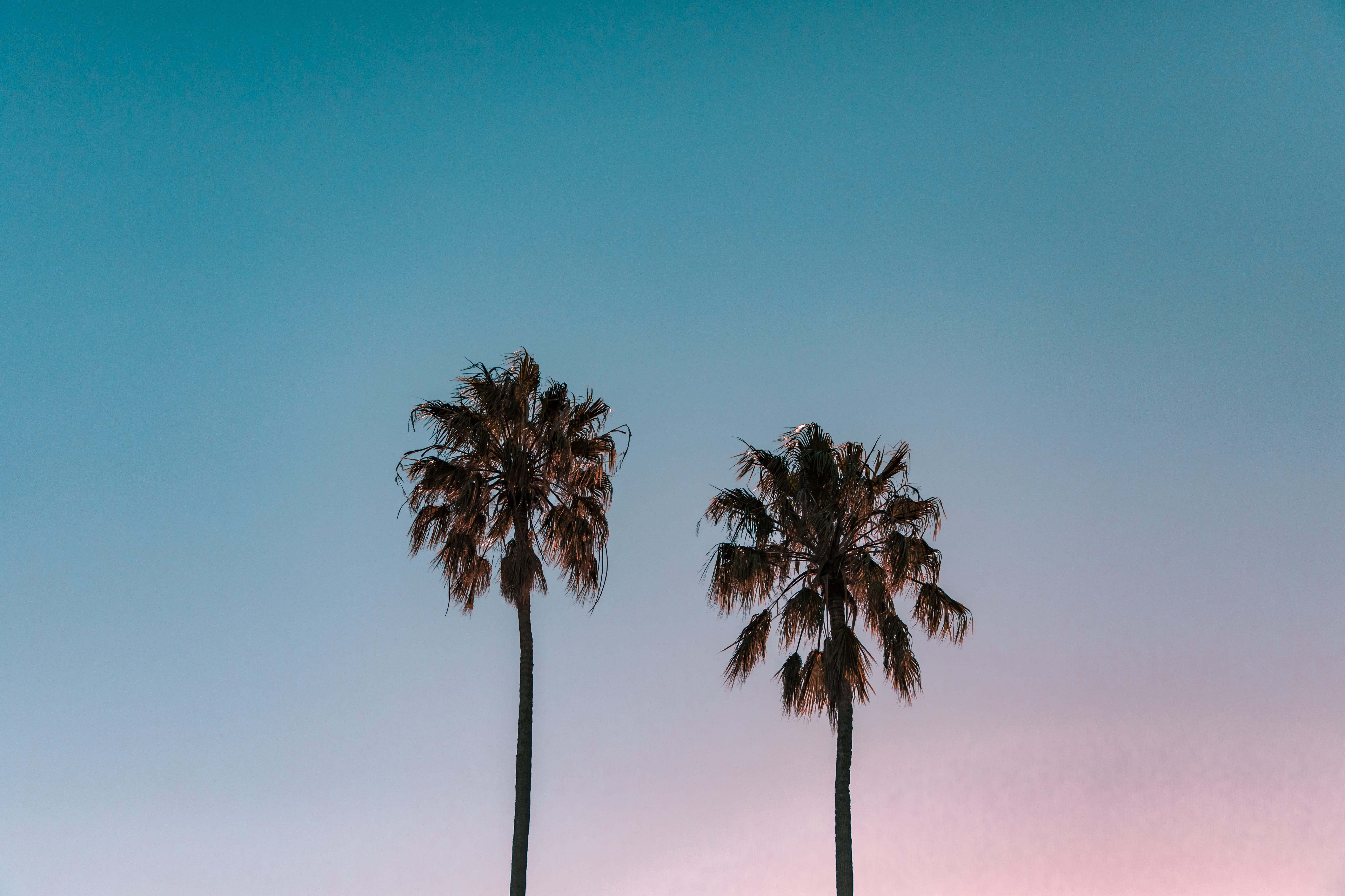 palm tree, plant, sky, nature, tropical tree, tropical, sunset, palm leaf, tree, minimal, pastel, 5K, frond, sydney, copy space, no people, tranquility, HD Wallpaper