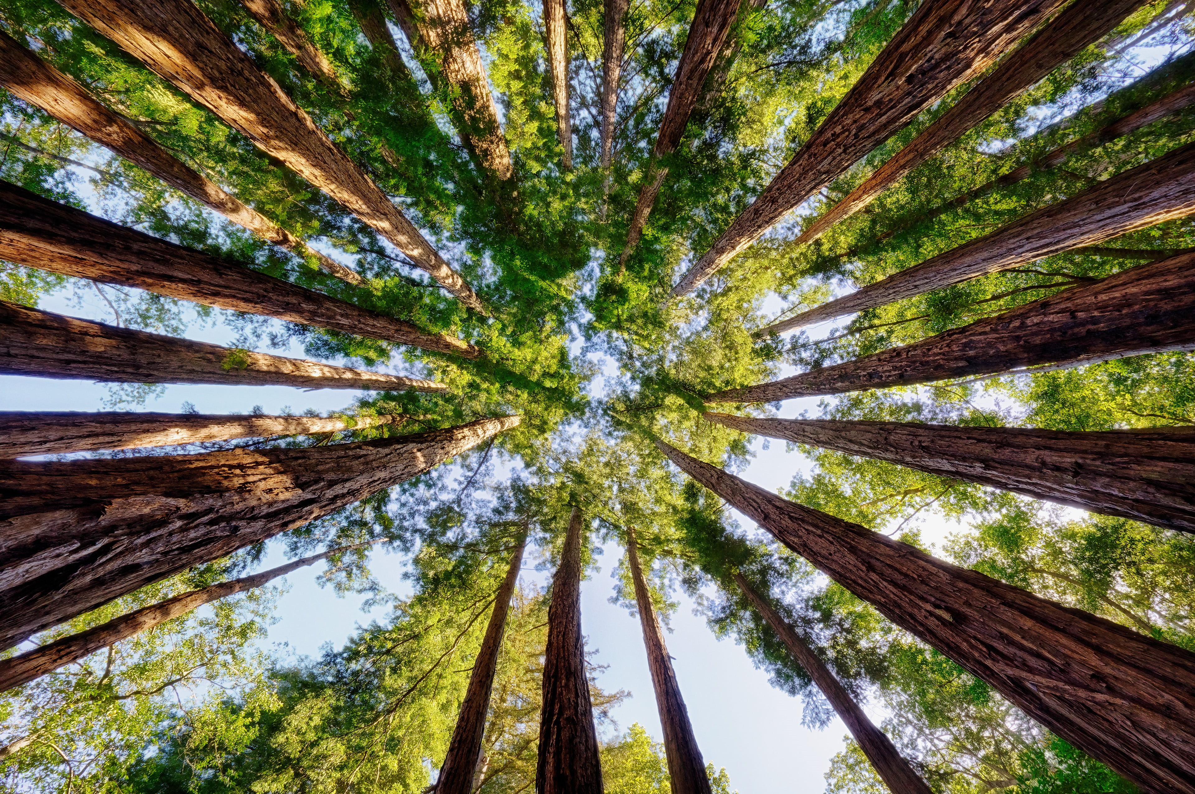 Among Giants, nature, Spa, tree, low, Landscape, low angle, forest, leaf, Inn, Trees, Sony, 4K, blue sky, angle, sky, blue, photography, Big  Sur  California, HD Wallpaper