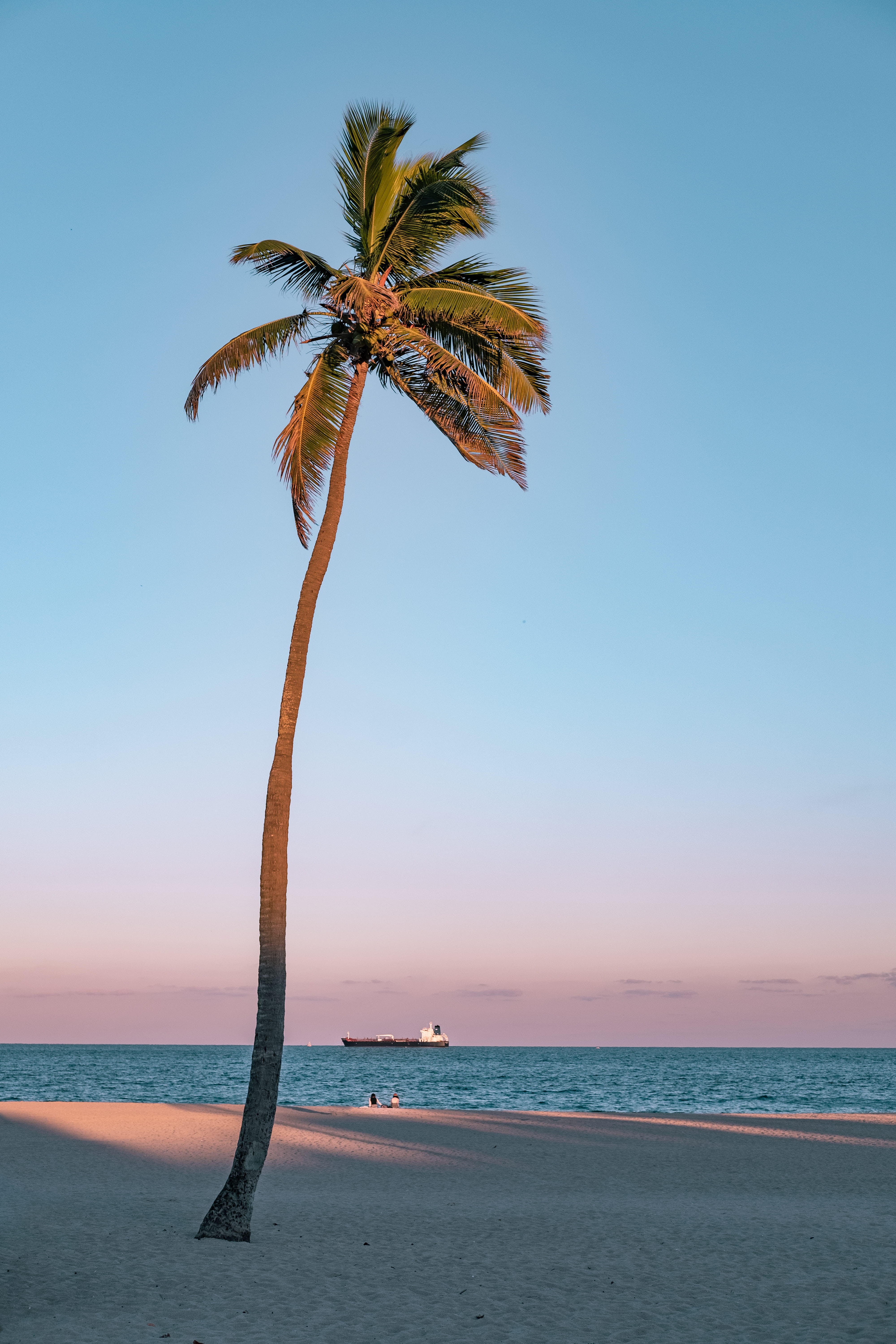 seashore, golden hour, boat, land, horizon over water, palm, scenics - nature, beach, sea, ocean, lone, minimal, palm tree, outdoors, relax, gradient, pastel, Phone HD Wallpaper