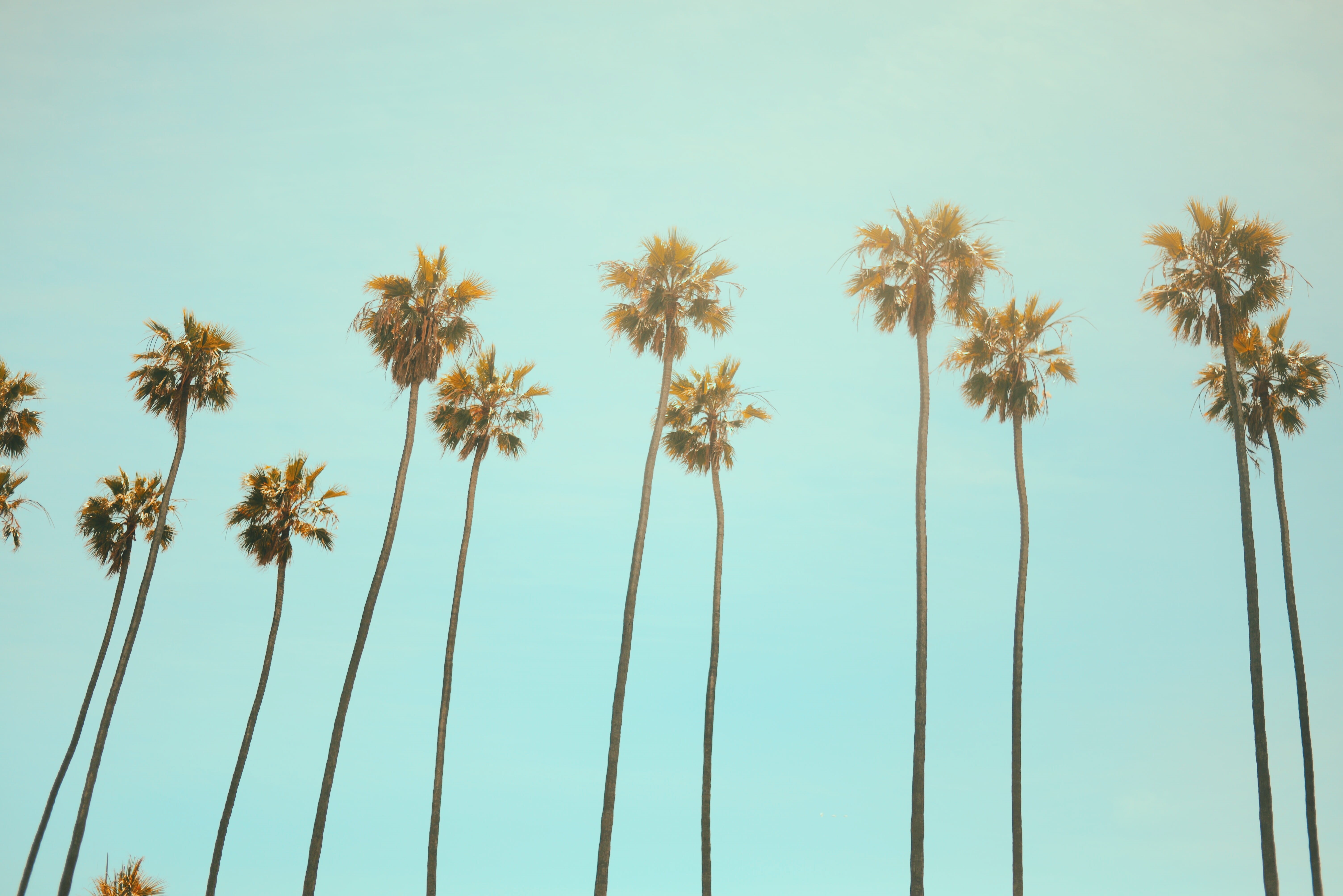 blue, palm, 5K, trunk, line, summer, lot, no people, pattern, clear sky, low, californium, la, tree trunk, day, coast, tree, low angle view, turquoise colored, HD Wallpaper