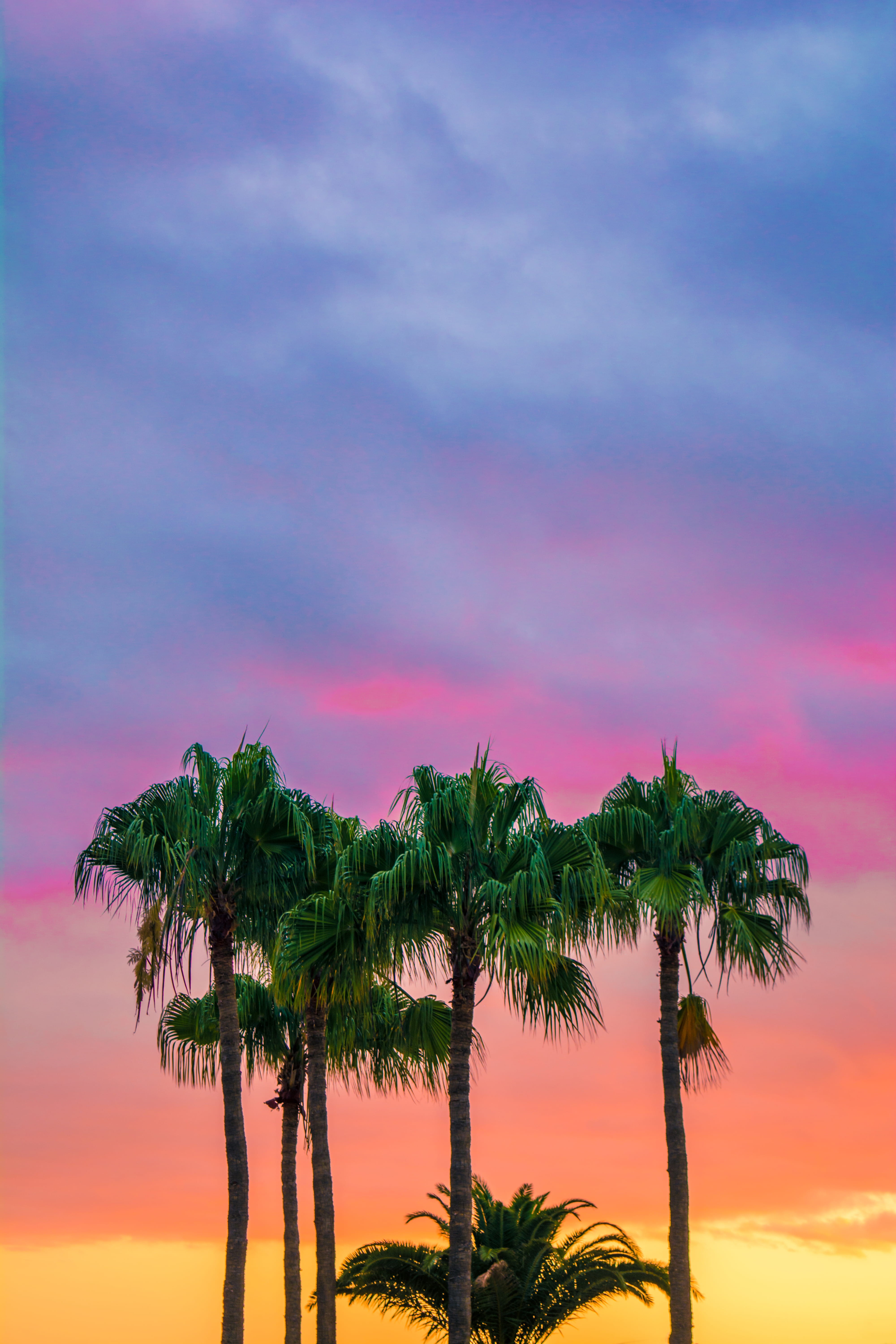 trees, low angle view, colorful, cloud, green, cloud - Sky, palm, blue, beauty In Nature, red, palm trees, growth, 5K, landscape, no people, sea, low, Phone HD Wallpaper