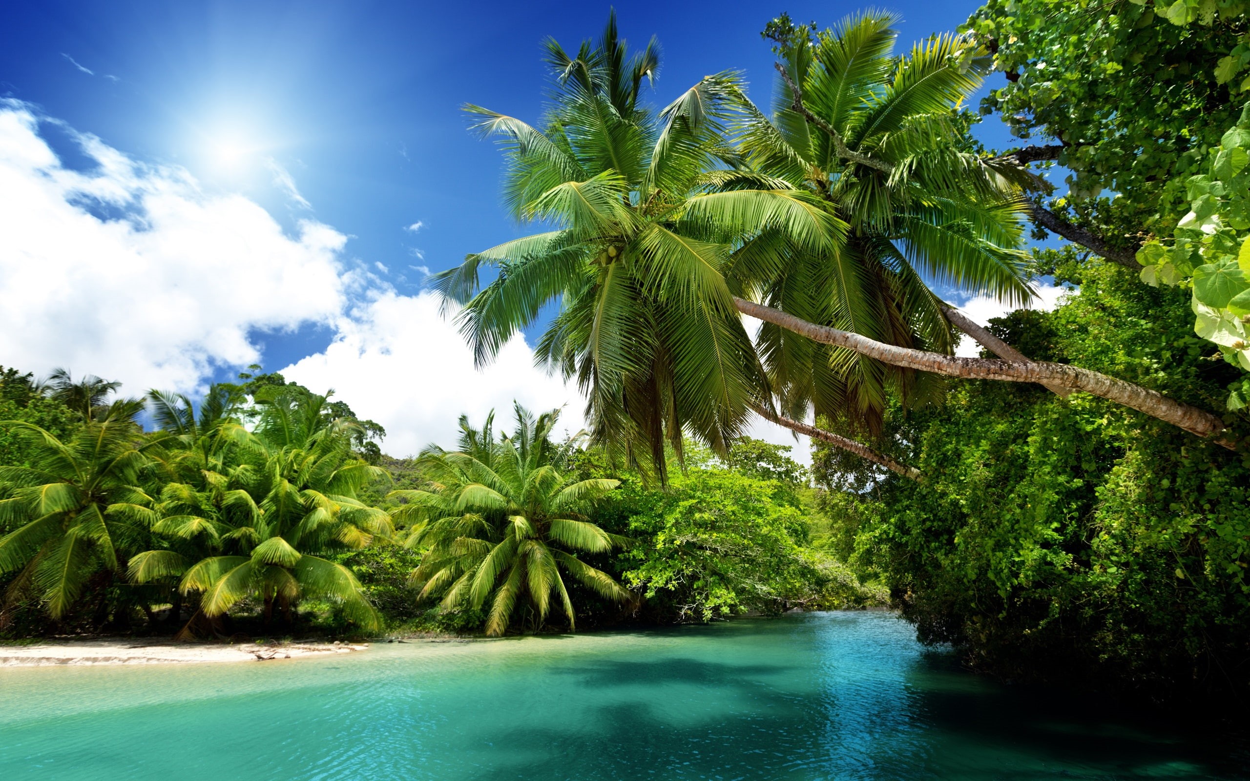 Blue, Summer, Water, Tropical, Palm, Trees, Sea, 2K, HD Wallpaper