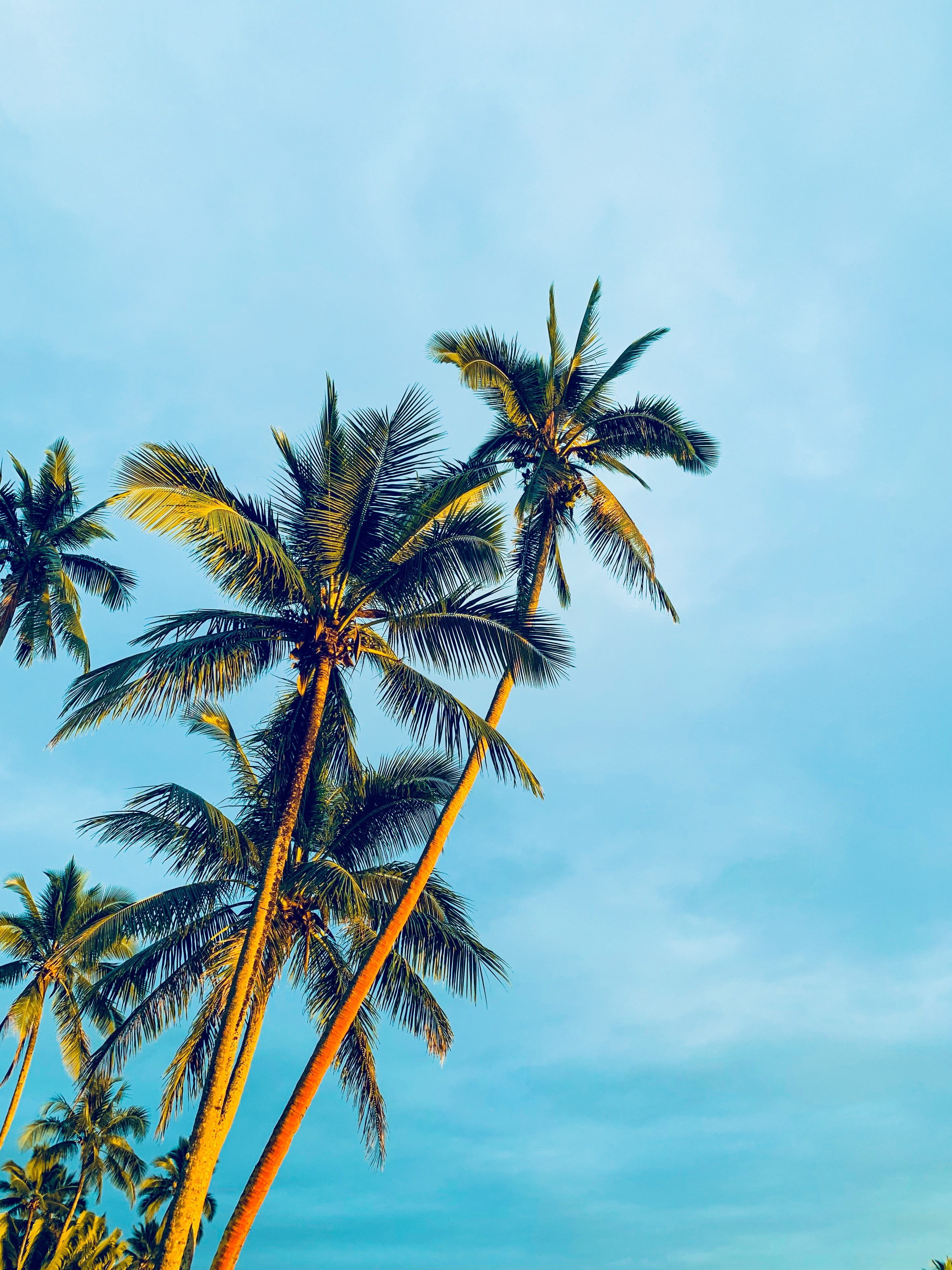palm, tranquility, nature, light, flare, daytime, outdoors, tropical, cloud - sky, low angle view, sky, summer, trunk, 4K, tropical climate, focus on foreground, Phone HD Wallpaper