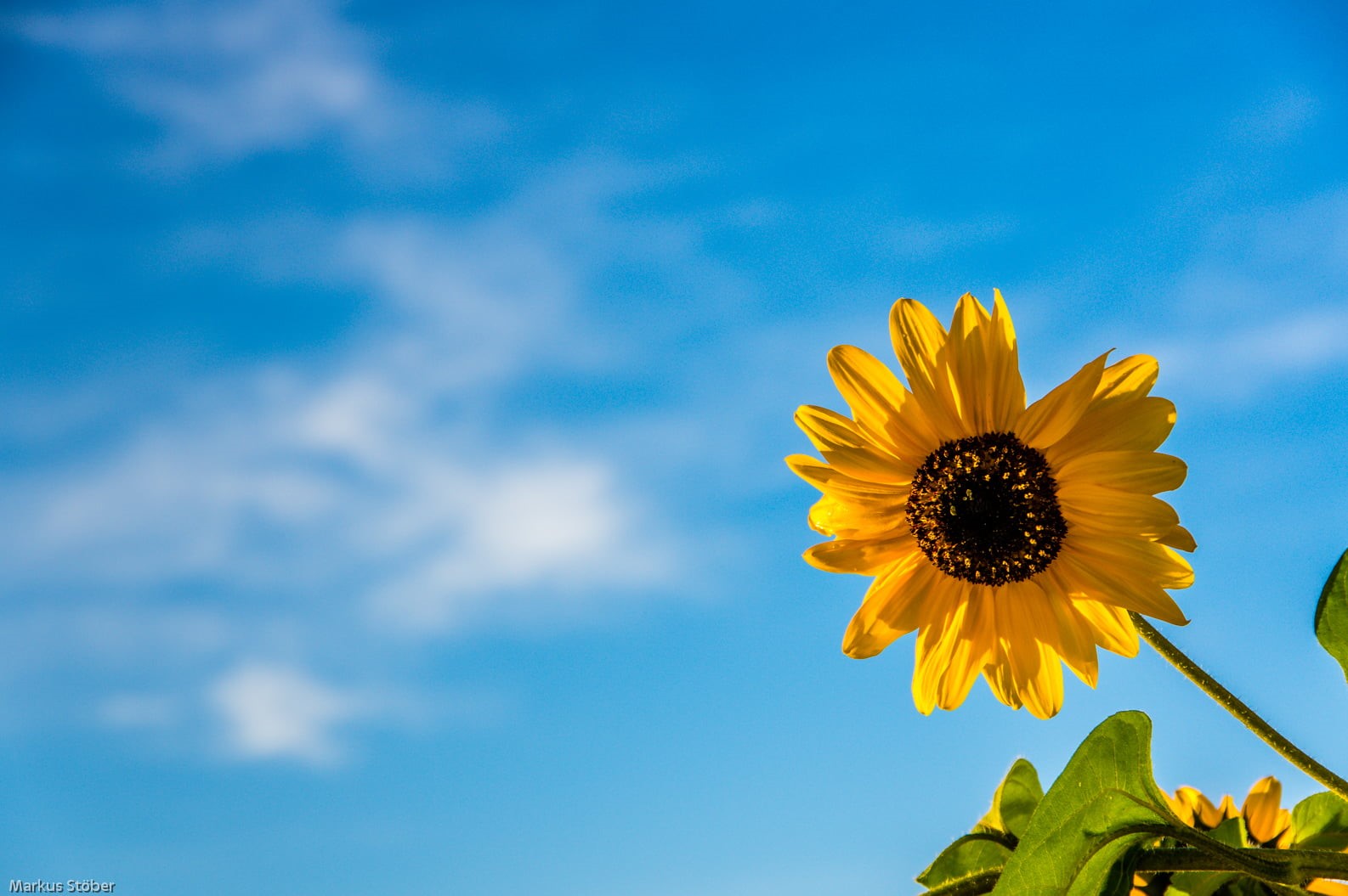late summer, flower, outdoors, F3.5, low angle, nature, blue sky, agriculture, low, sunflower, IF, angle, mm, 720P, petal, yellow, AL, blue, Pentax K-3, HD Wallpaper