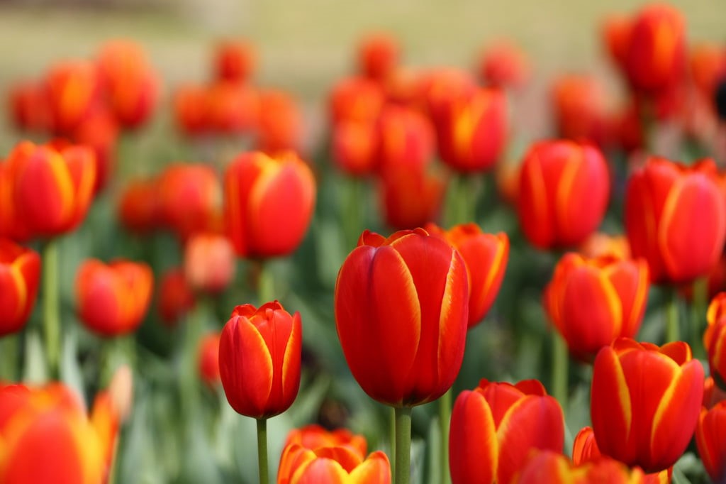 flowerbed, tulip, red, 480P, daytime, fiend, plant, season, Botanical Gardens, flower, summer, photo, Tulips, close, Grapevine, Texas, springtime, close-up, HD Wallpaper