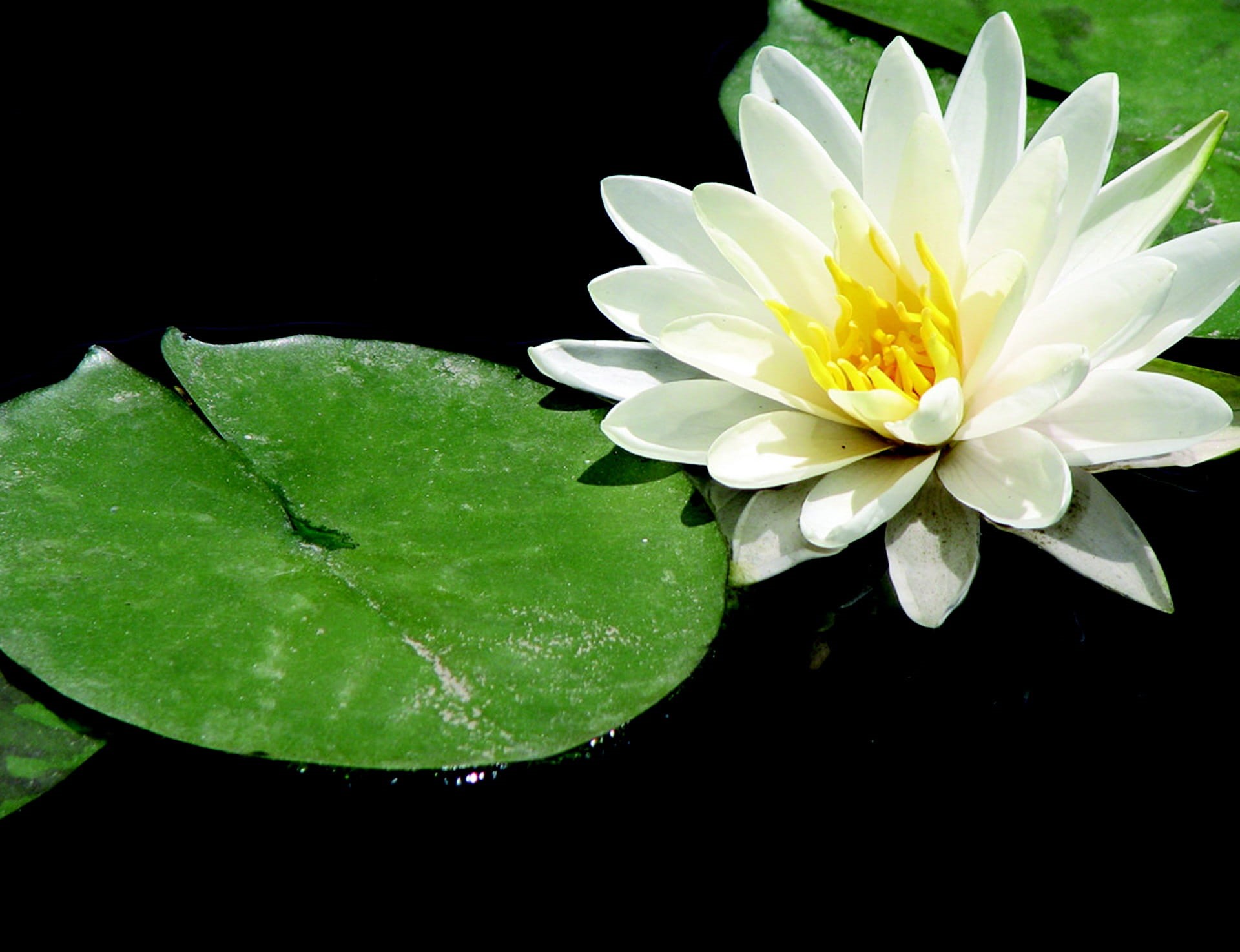 relax, growth, 1080P, freshness, fragility, black background, pond, exercise, body, spiritual, floating on water, petal, purity, plant, zen, wellness, HD Wallpaper