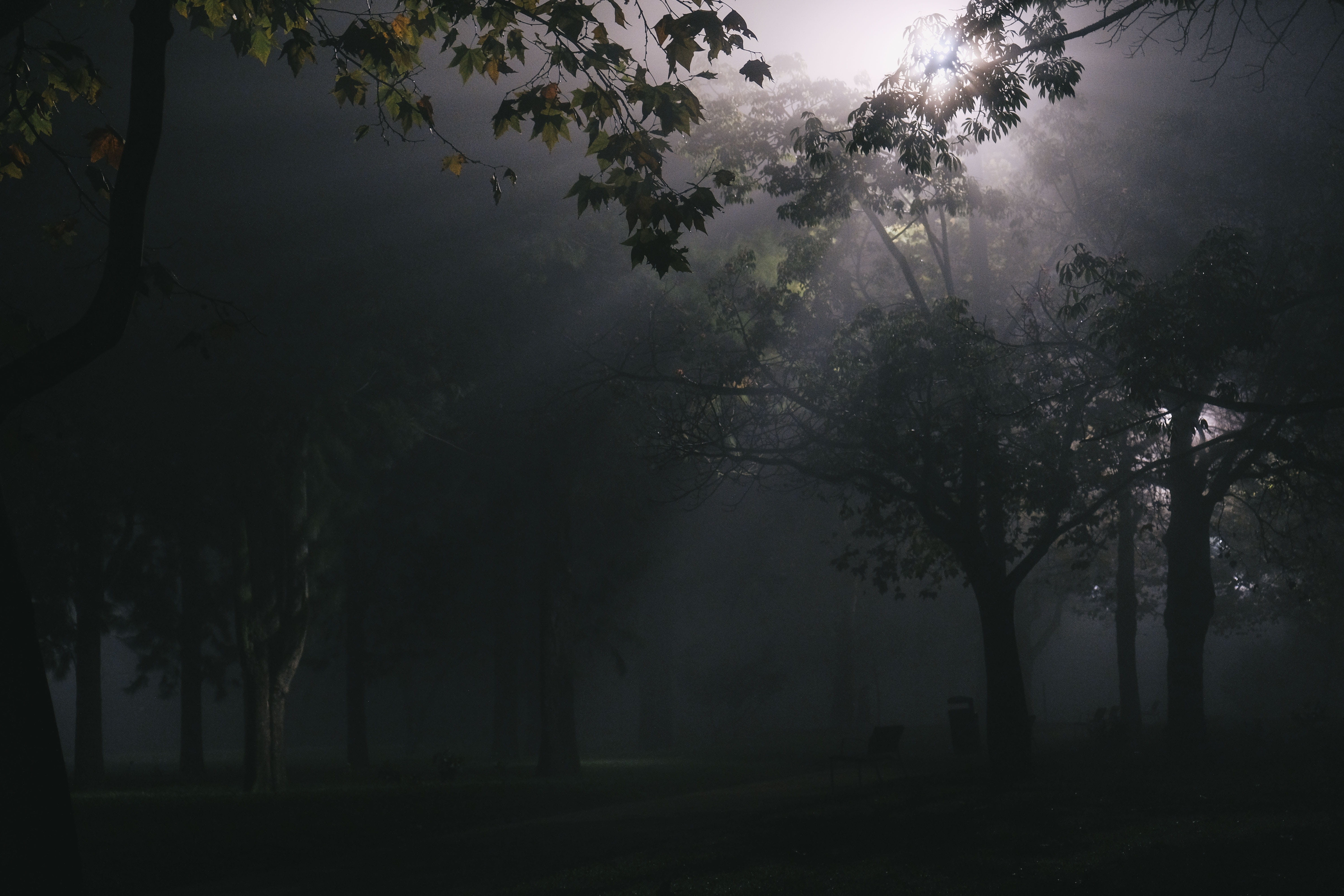 light, environment, walking, fog, trunk, beauty in nature, nature, plant, tranquility, land, Dark, silhouette, hazy, city, garden, forest, growth, outdoors, HD Wallpaper
