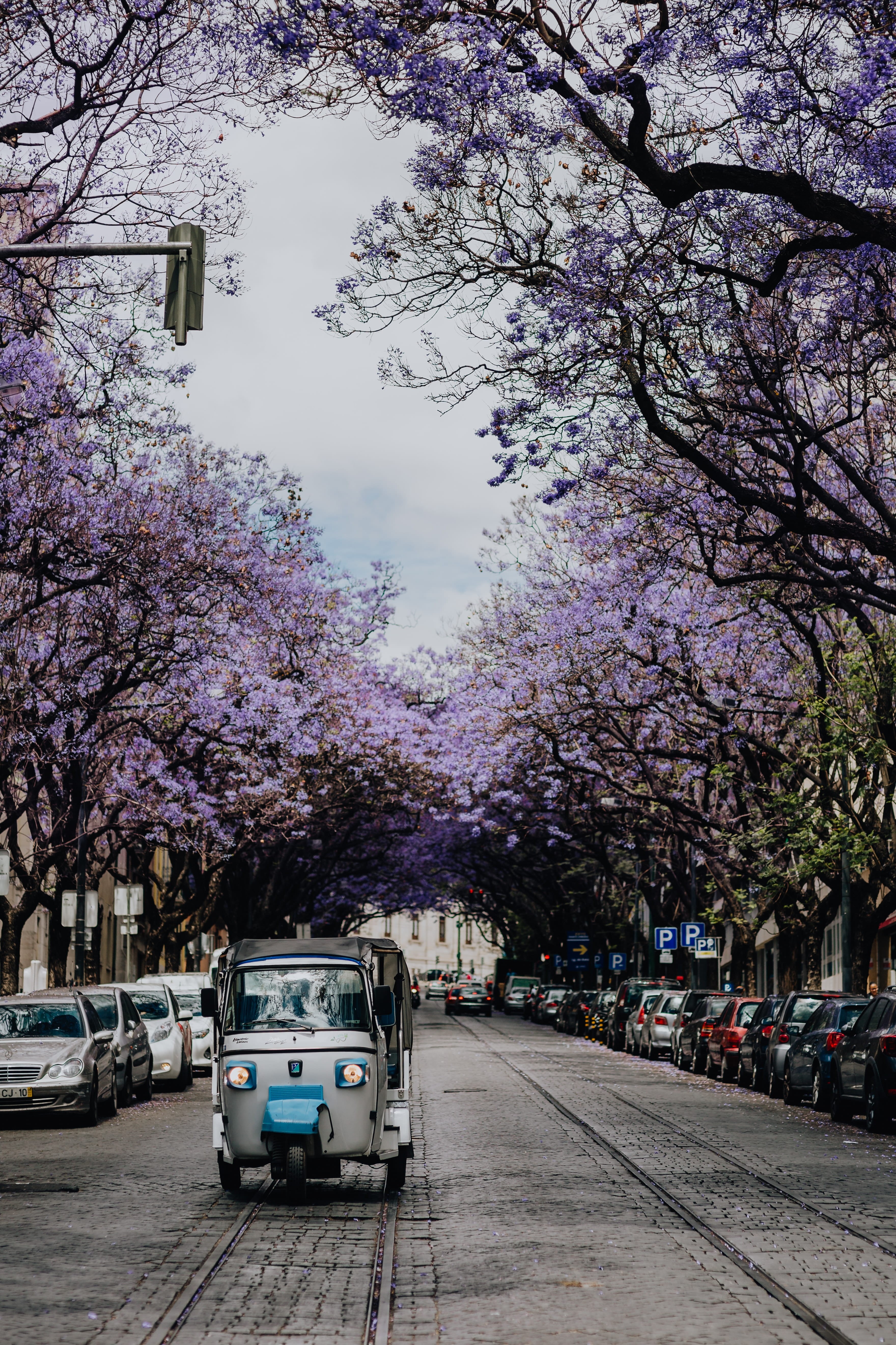 architecture, lisboa, cherry tree, building exterior, road, street, carlos, outdoors, mode of transportation, land vehicle, blooming, portugal, avenida, Phone HD Wallpaper
