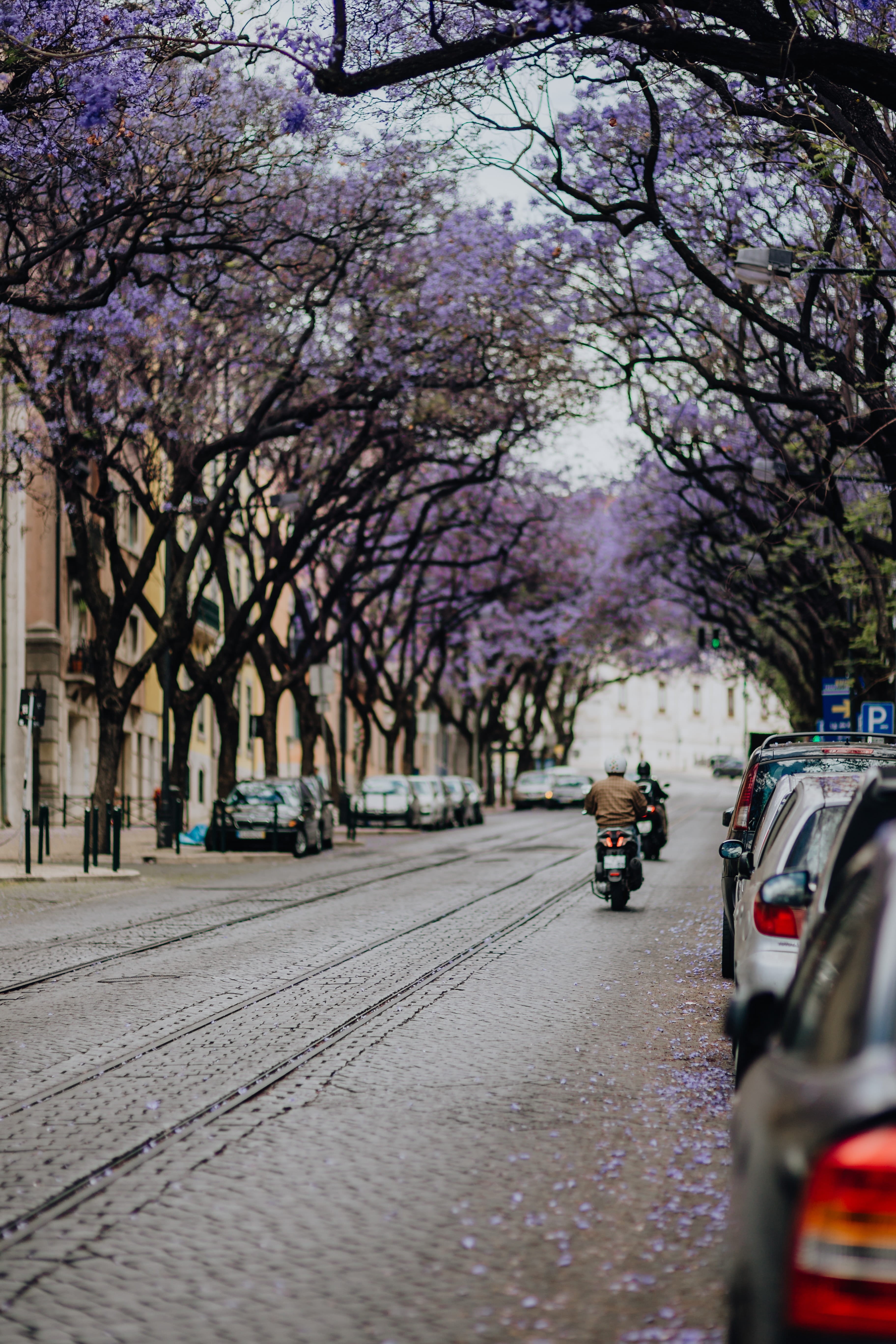5K, carlos, treelined, plant, Jacaranda, direction, blooming, cherry blossom, outdoors, cherry tree, motor vehicle, nature, transportation, flowering plant, Phone HD Wallpaper