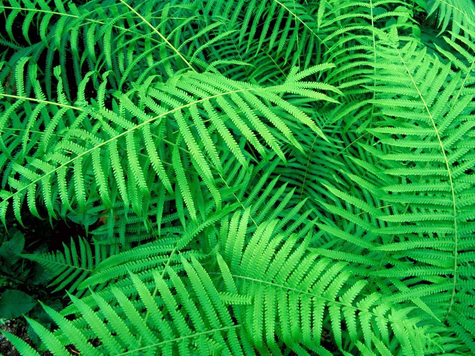 day, palm Tree, tree, close-up, green, plant, forest, environment, outdoors, summer, botany, backgrounds, macro, tropical Climate, growth, branch, tropical Rainforest, HD Wallpaper