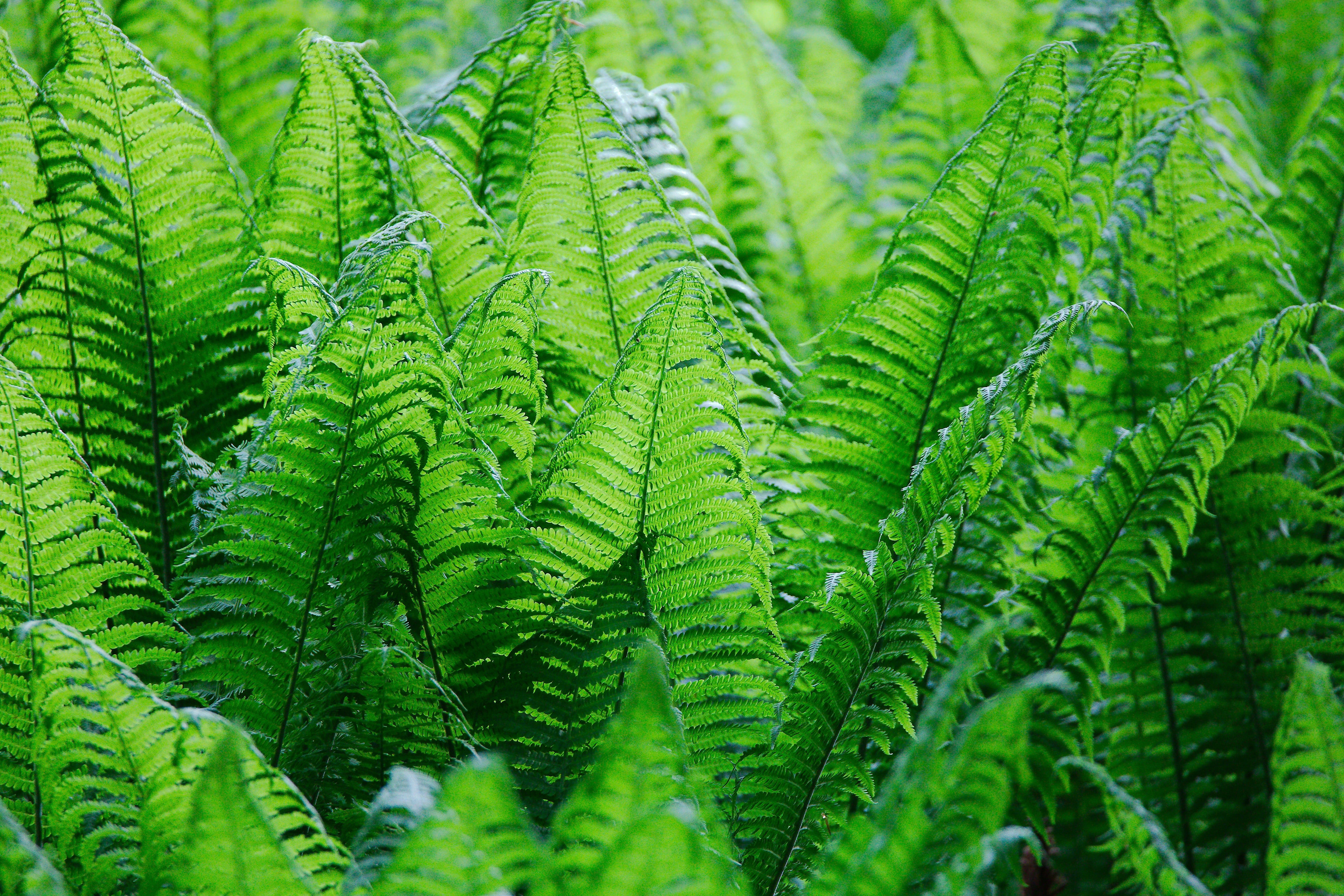 pine woodland, fern, plant, spring, coniferous tree, green color, green, rain, focus on foreground, fresh, grass, fiddlehead, pine tree, fresh green, lush, HD Wallpaper
