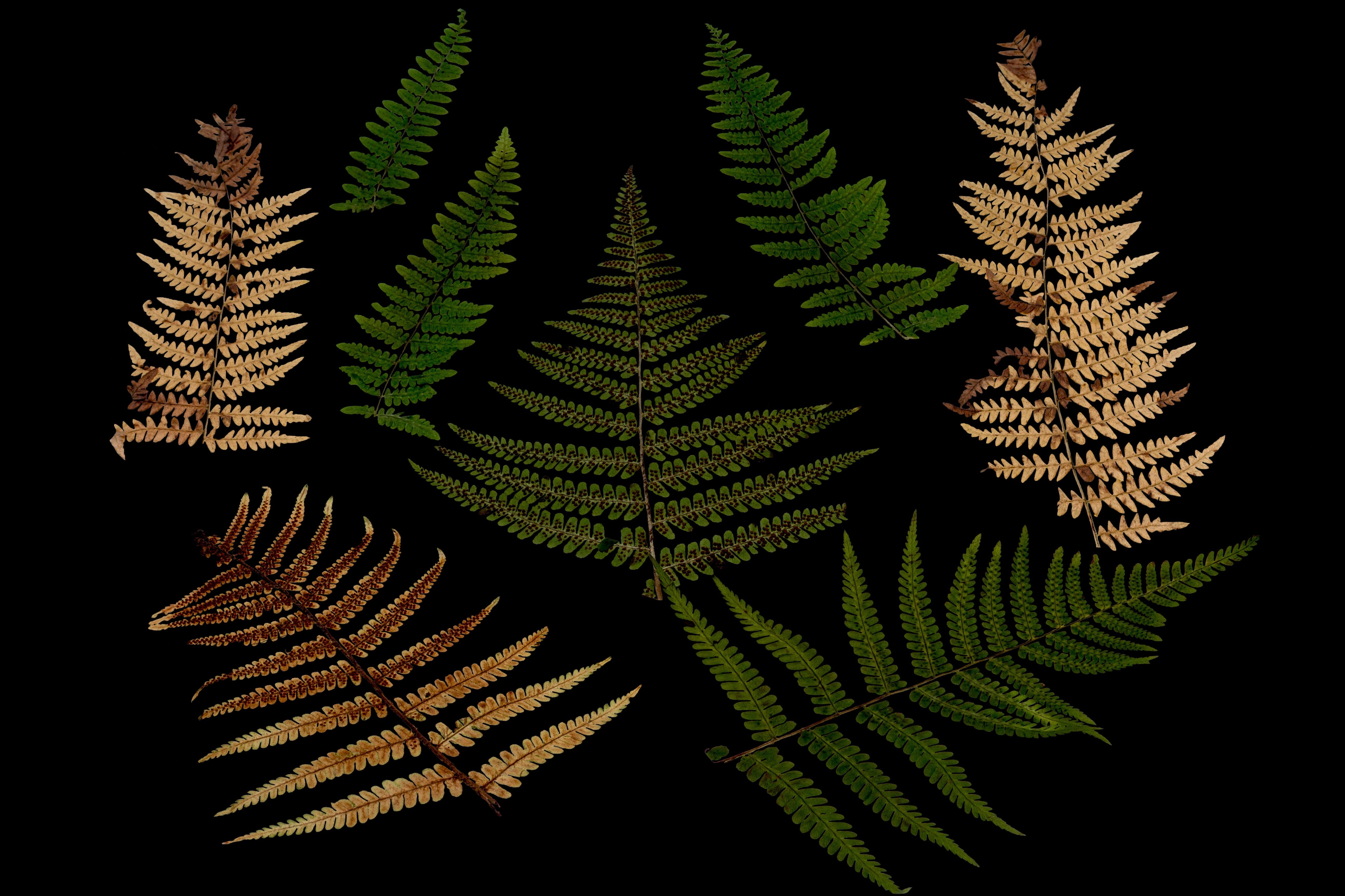 studio shot, night, black background, coniferous tree, close-up, fern, freshness, bracken, plant part, leaves, growth, nature, tree, leaf, design, beauty in nature, HD Wallpaper