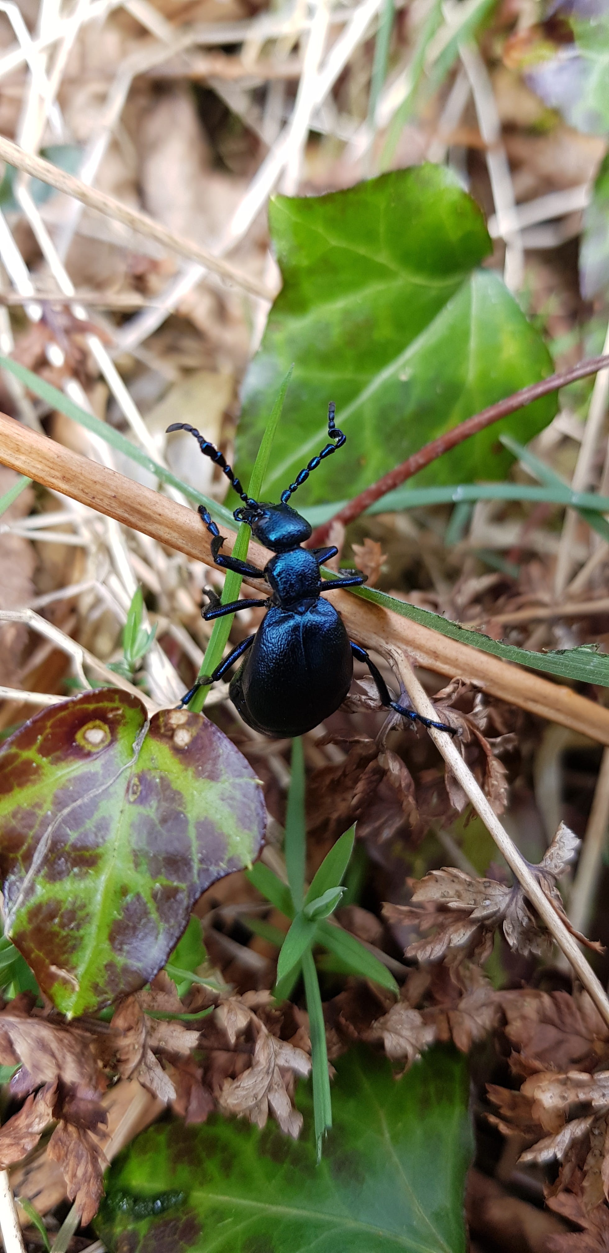 black color, outdoors, no people, day, nature, 4K, beetle, growth, green color, invertebrate, animal, ivy, animal wildlife, animals in the wild, animal themes, Phone HD Wallpaper