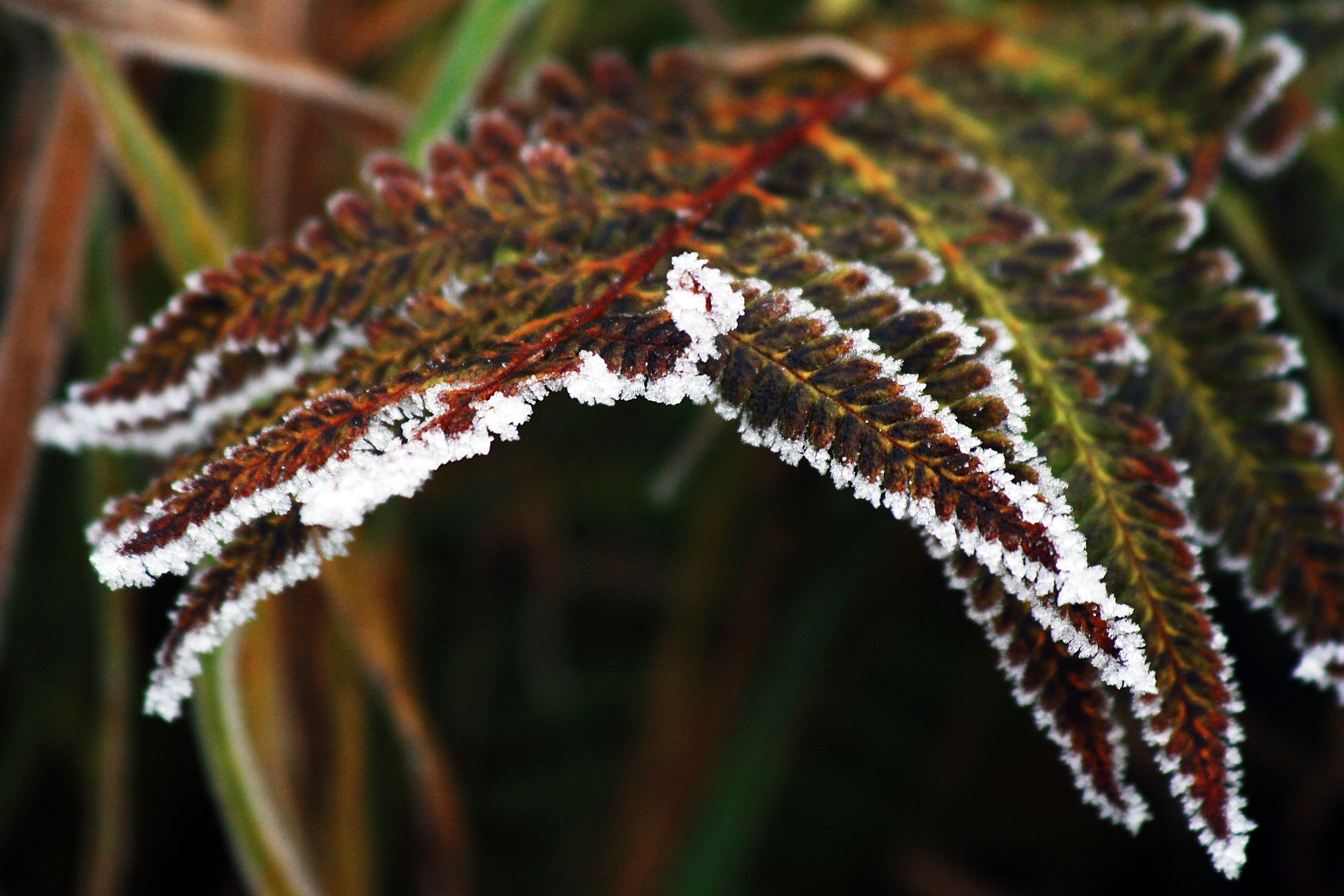 ice, day, frozen, cold temperature, leaf, plant, tranquility, winter, snow, no people, cold, close-up, outdoors, plant part, frost, beauty in nature, icing, HD Wallpaper