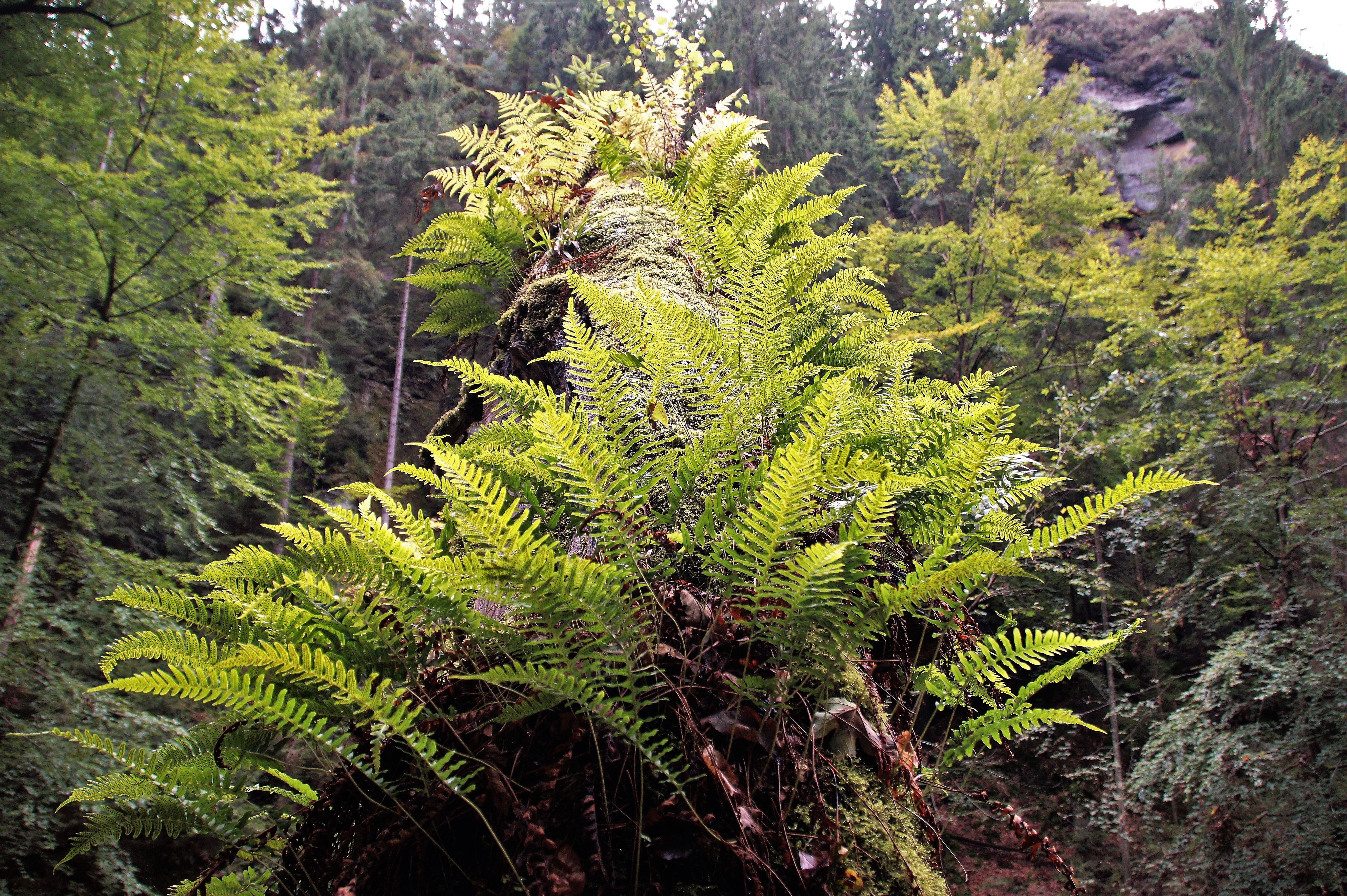 tree, covered tree, day, branch, bracken, growth, forest, plant part, 5K, rainforest, beauty in nature, ferns, valley, tranquil scene, tranquility, plant, HD Wallpaper
