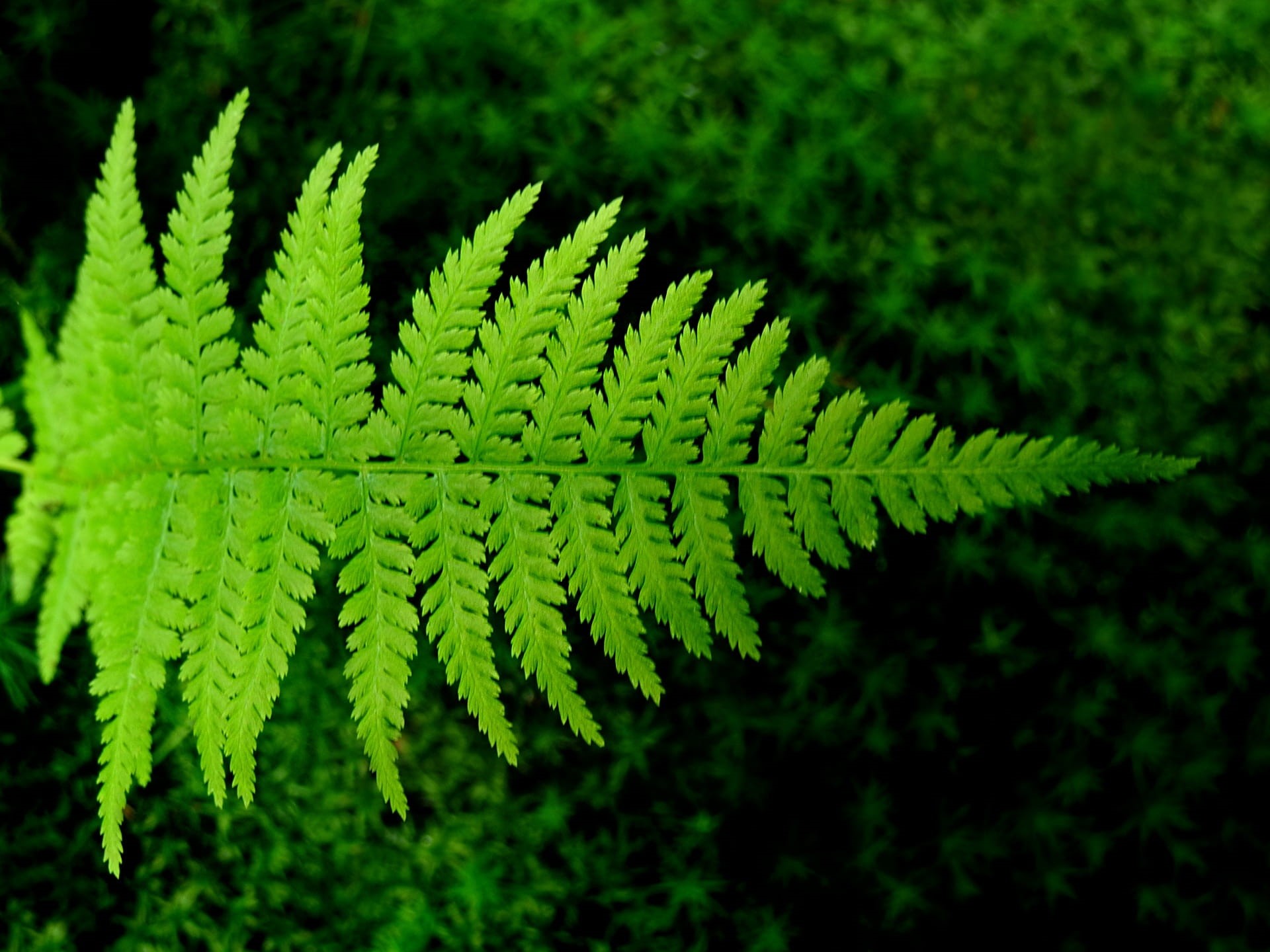 Bracken, close-up, fragility, freshness, growth, beauty in nature, outdoors, focus on foreground, coniferous tree, leaf, plant part, pine tree, nature, HD Wallpaper