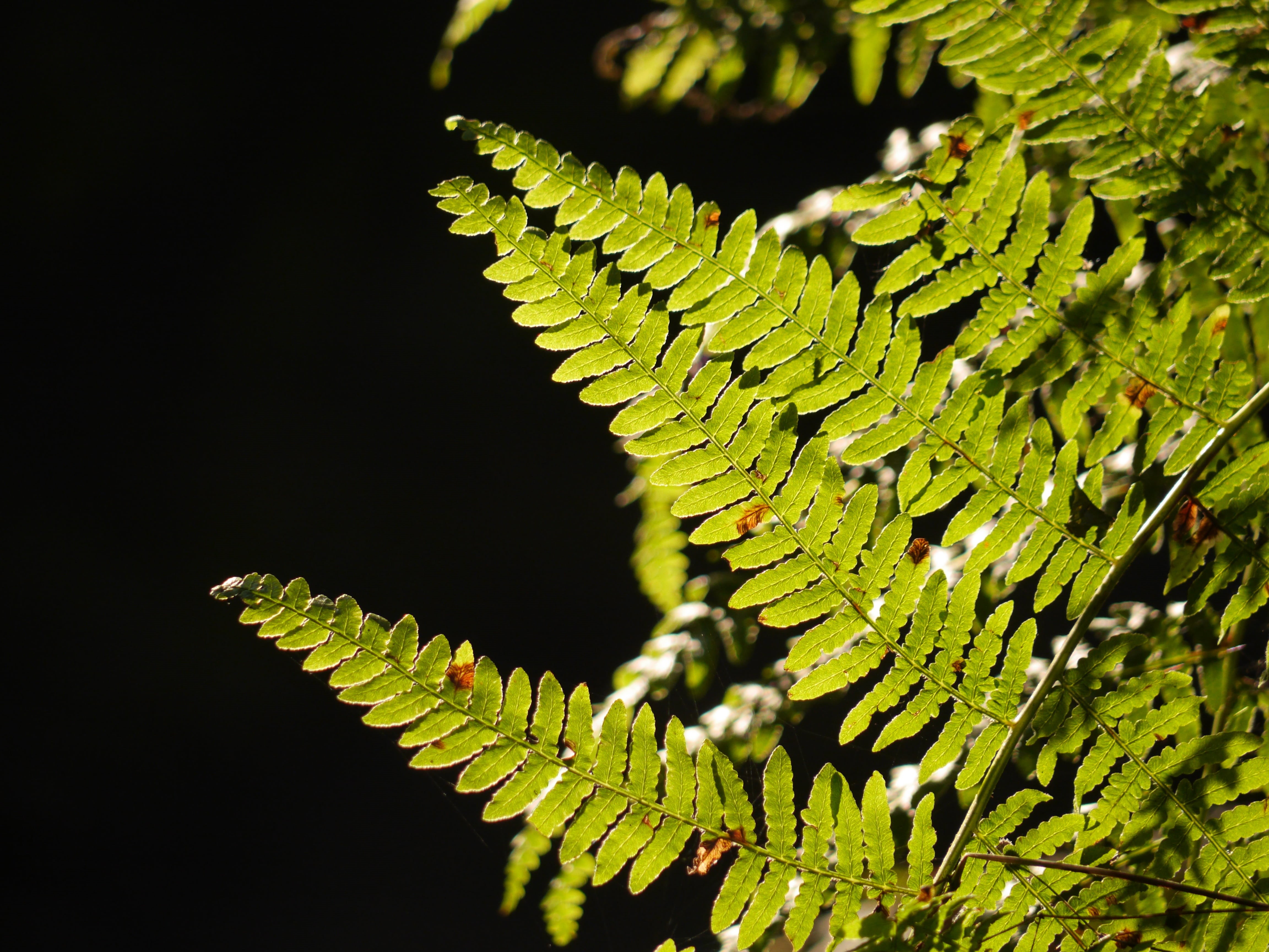close-up, tree, fern, no people, focus on foreground, growth, environment, plant part, coniferous tree, beauty in nature, sunlight, natural pattern, leaf, HD Wallpaper