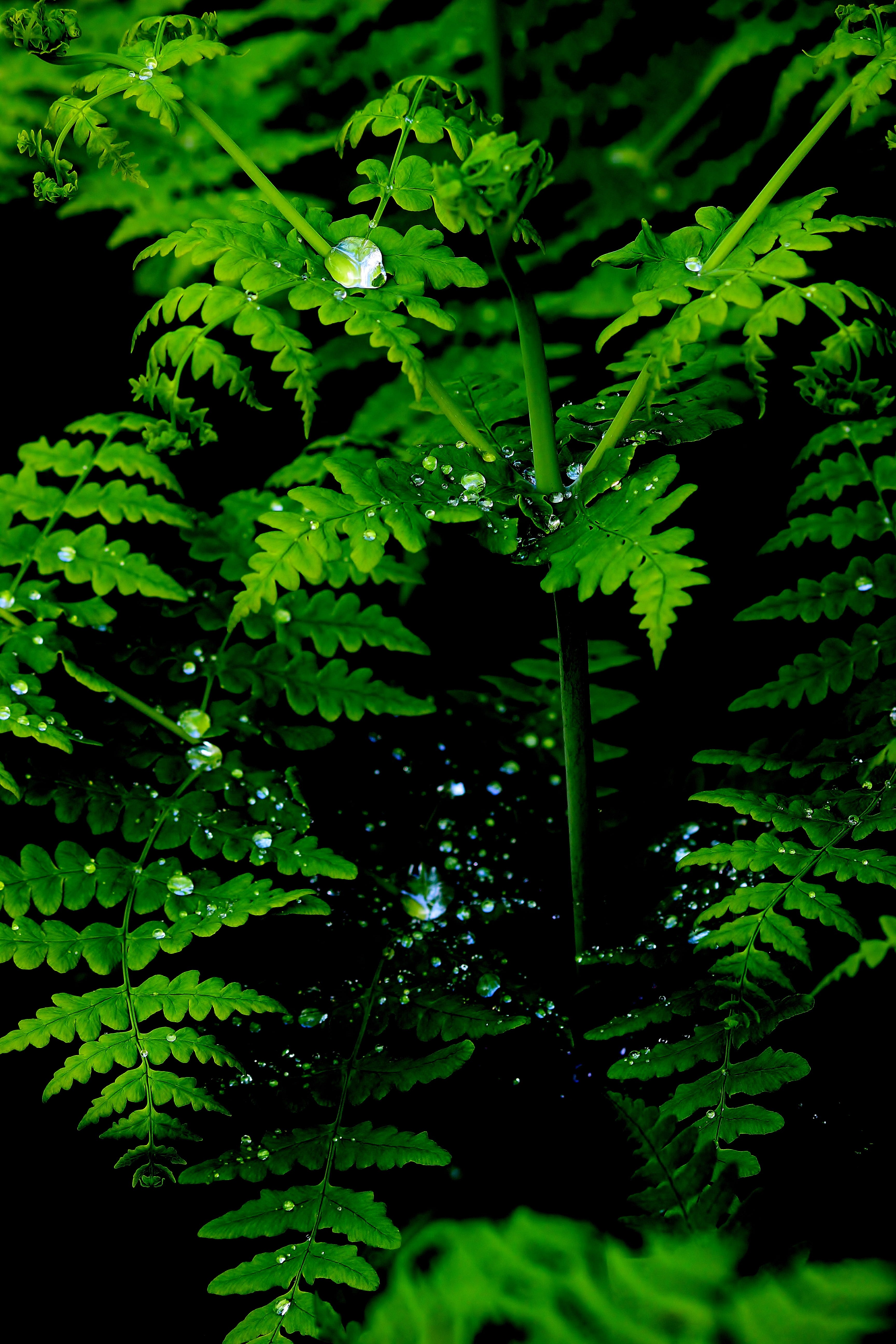 branch, leaves, bright, foliage, flora, color, tree, plant, outdoors, tranquility, dewdrops, plant part, summer, raindrop, green color, rain, fern leaves, Phone HD Wallpaper