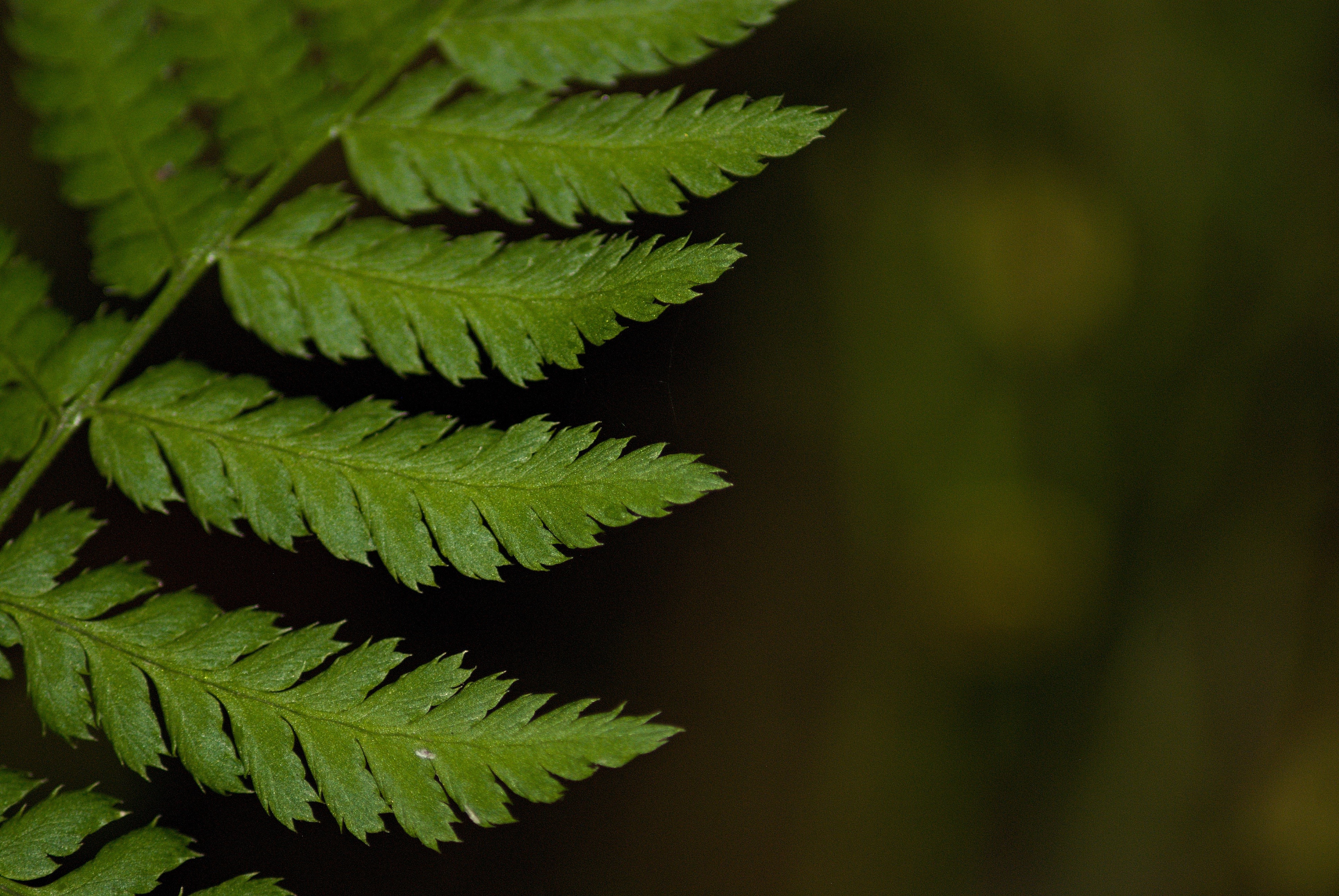 coniferous tree, tree, growth, fern, pine tree, full frame, green, natural pattern, 4K, macro, selective focus, backgrounds, close-up, leaf detail, no people, HD Wallpaper