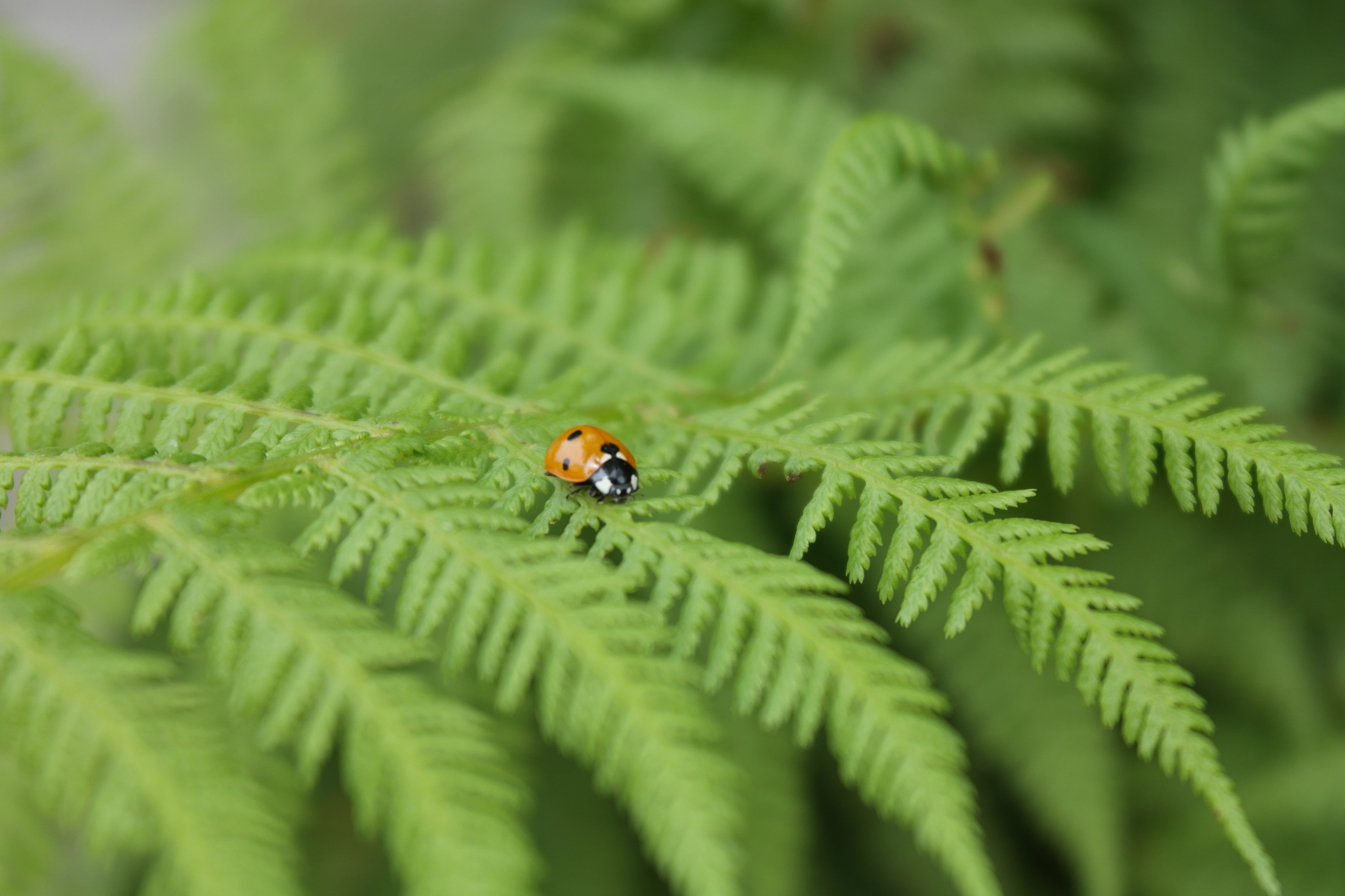 beauty in nature, plant part, close-up, leaf, one animal, green color, 5K, animals in the wild, bracken, ladybug, nature, plant, animal, invertebrate, HD Wallpaper