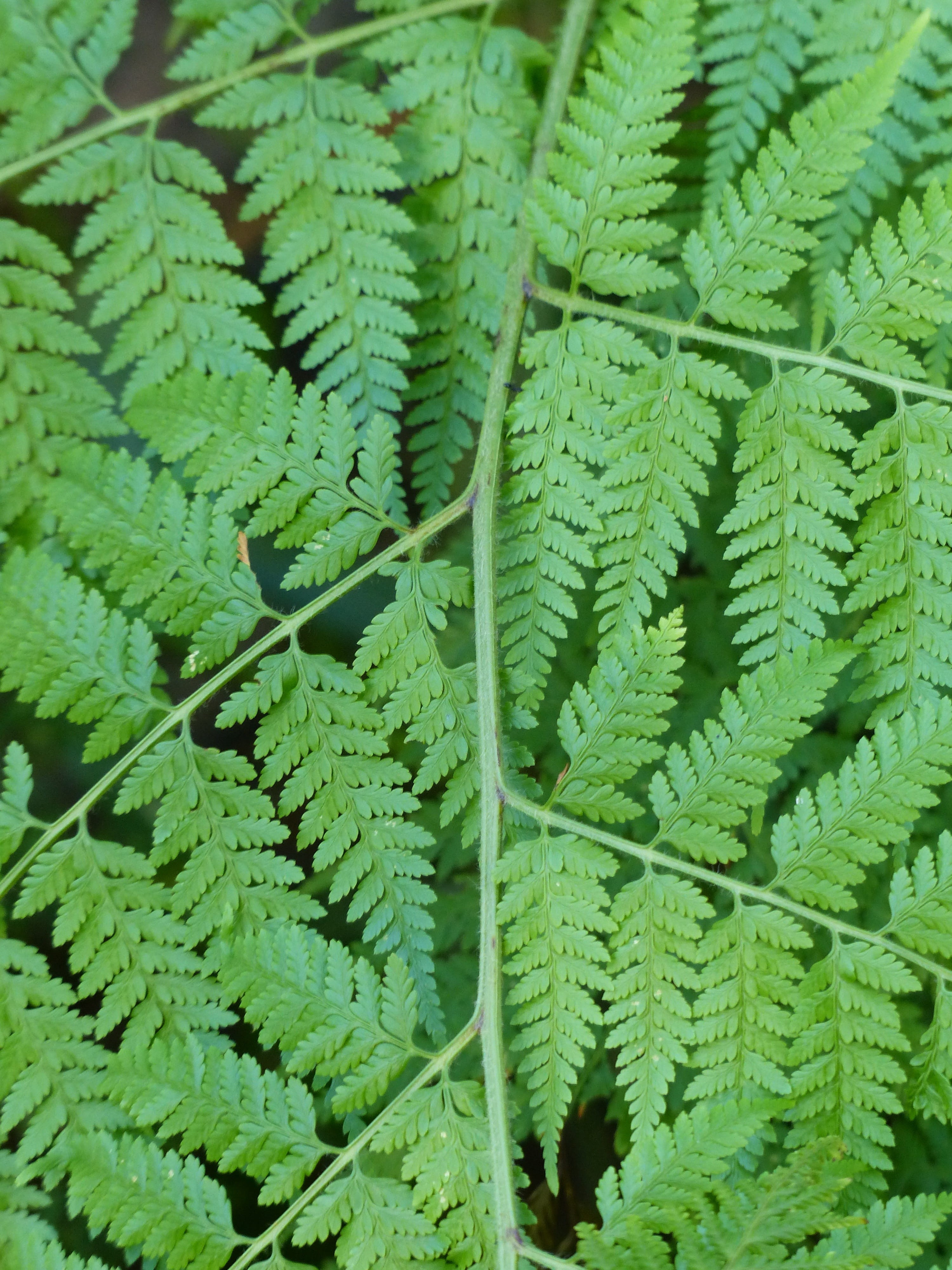 plant part, backgrounds, 4K, Leaf, natural pattern, Bracken, vulnerability, fragility, freshness, no people, plant, full frame, high angle view, Fern, Phone HD Wallpaper
